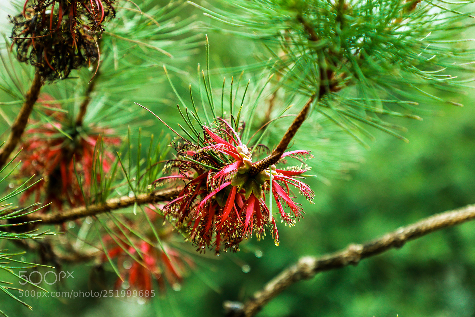 Canon EOS 5D Mark IV sample photo. No title photography