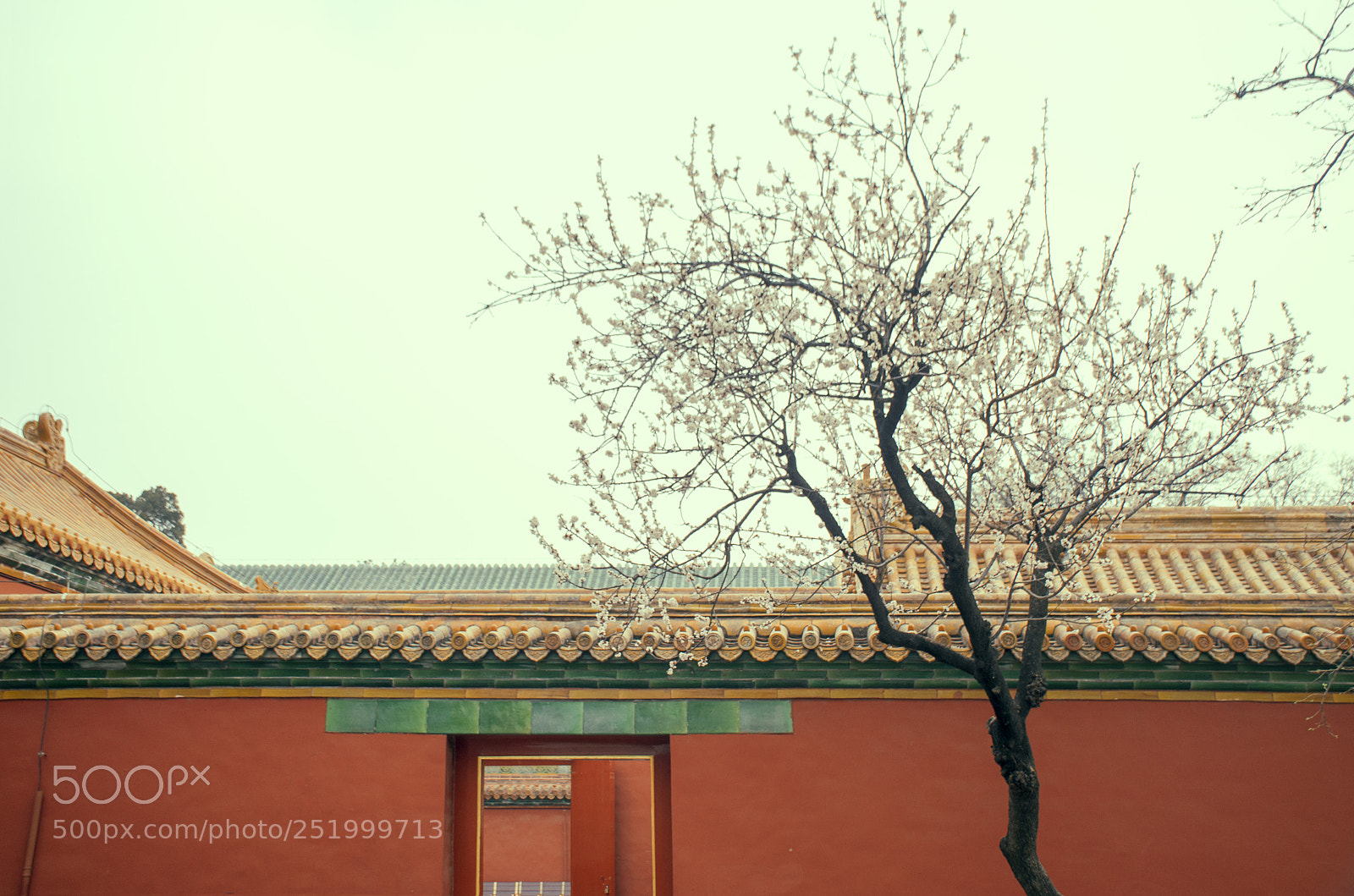 Nikon D7000 sample photo. Flower of palace meseum photography