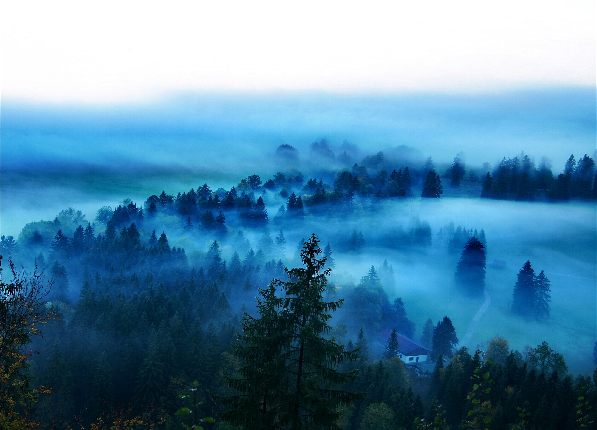 Sony SLT-A33 sample photo. Fog of forest photography