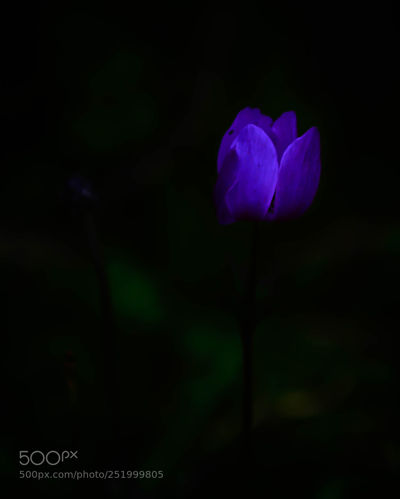 Nikon D800 sample photo. Flowers in the dark photography