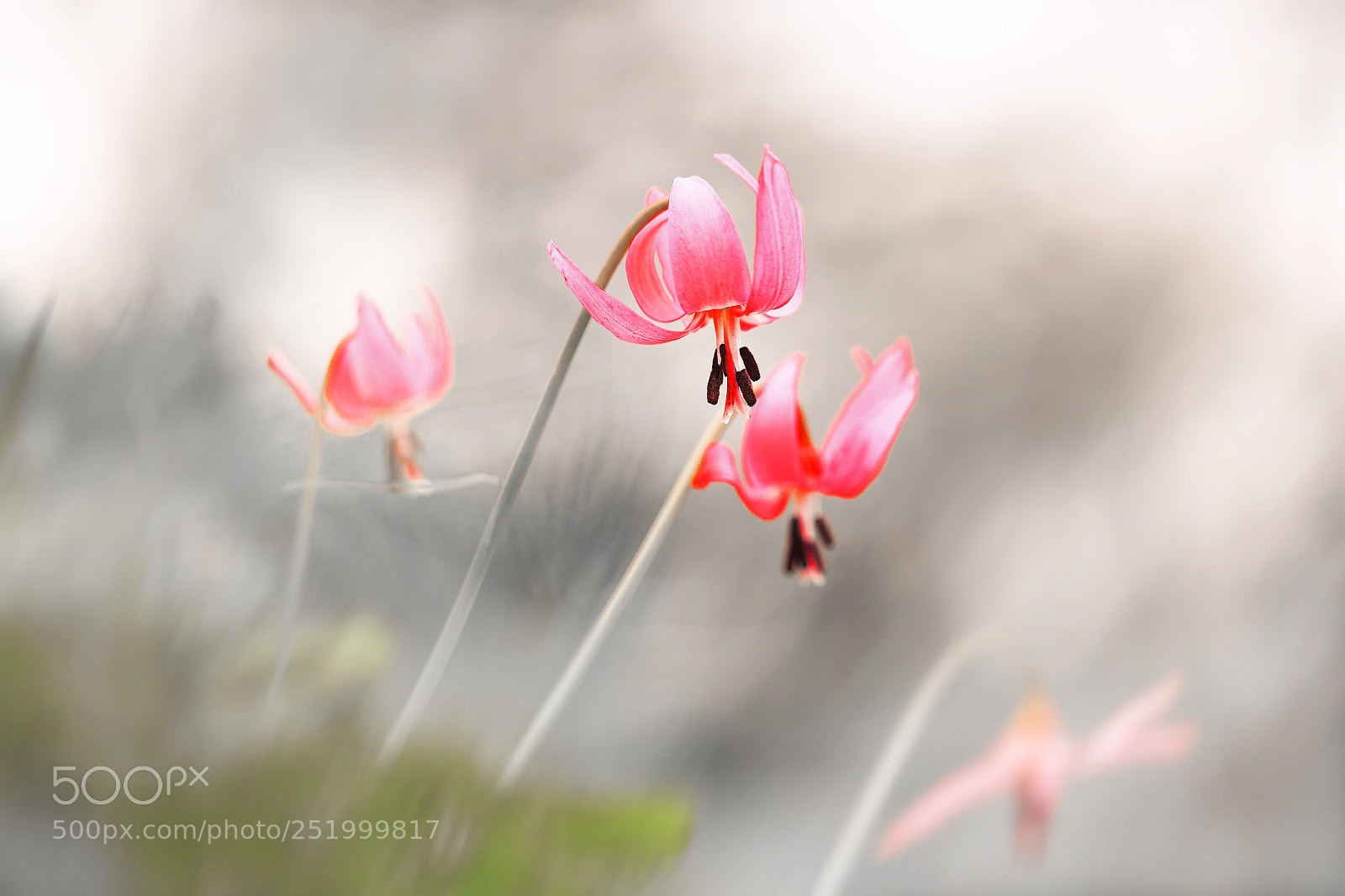 Canon EOS 5DS sample photo. Zz zs jpgbgf photography
