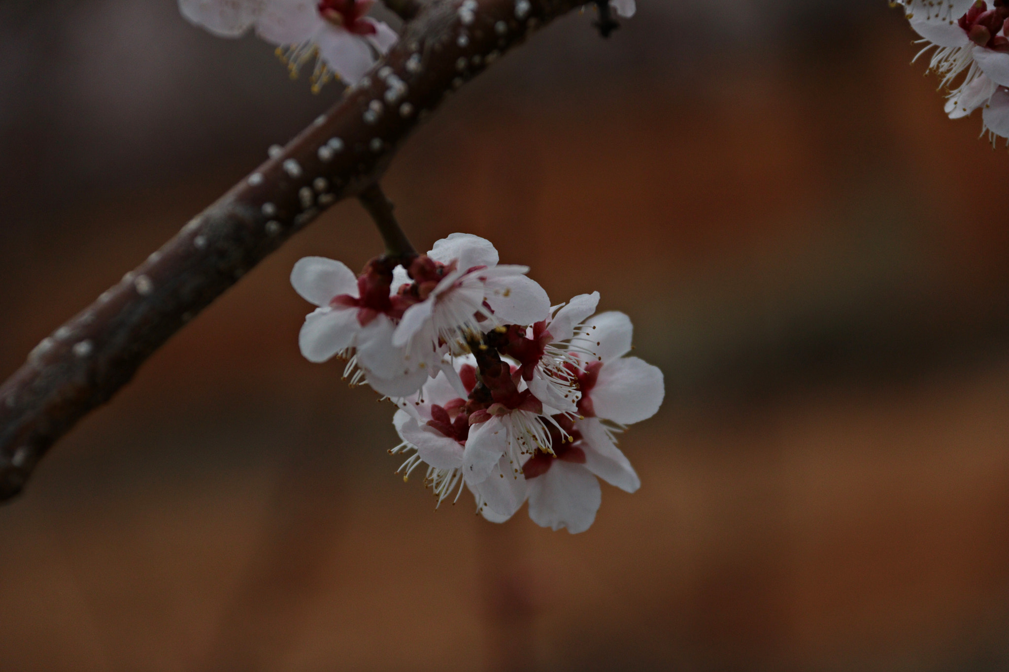 Canon EF-S 18-200mm F3.5-5.6 IS sample photo. Img photography