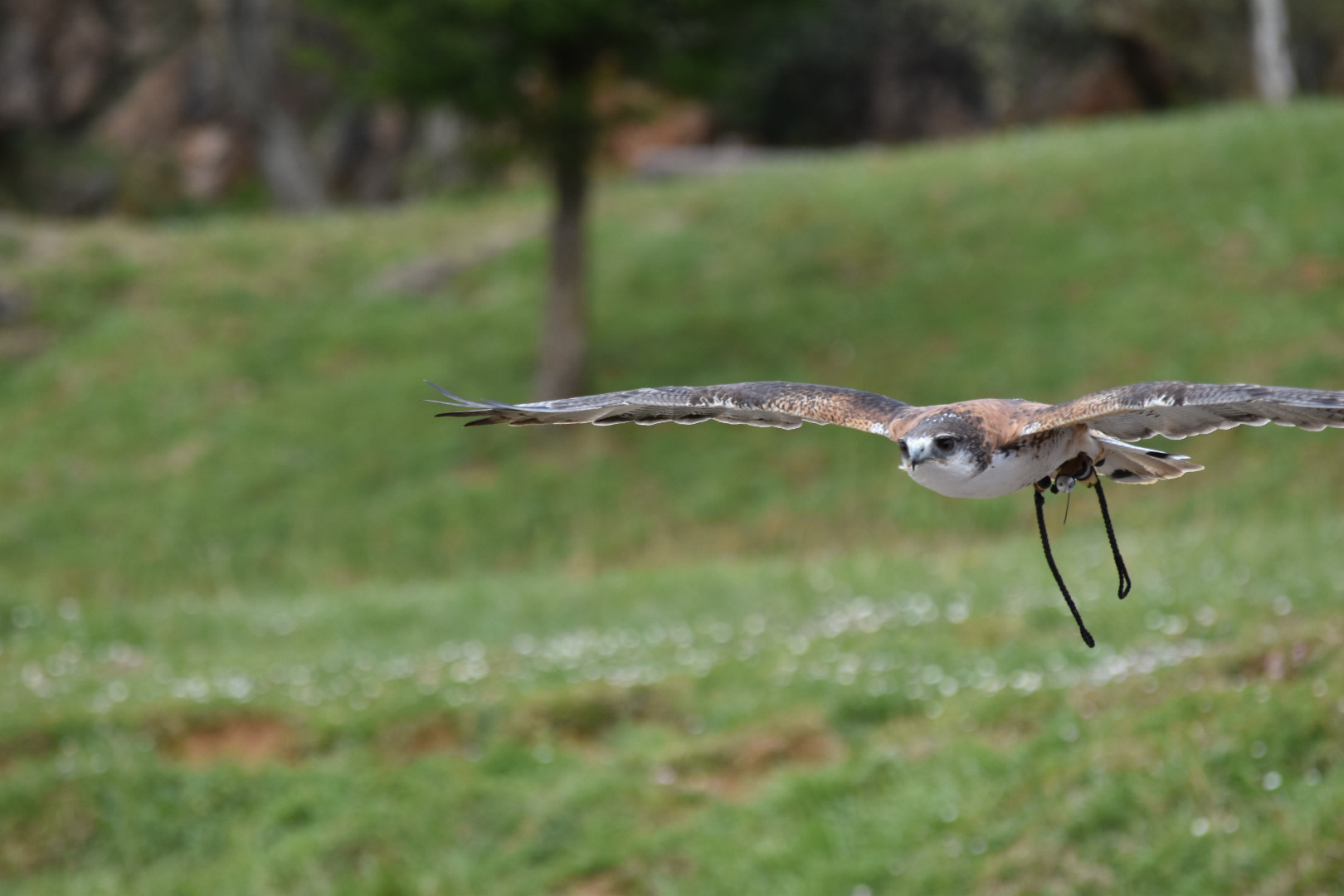 Nikon D5600 sample photo. Hovering photography