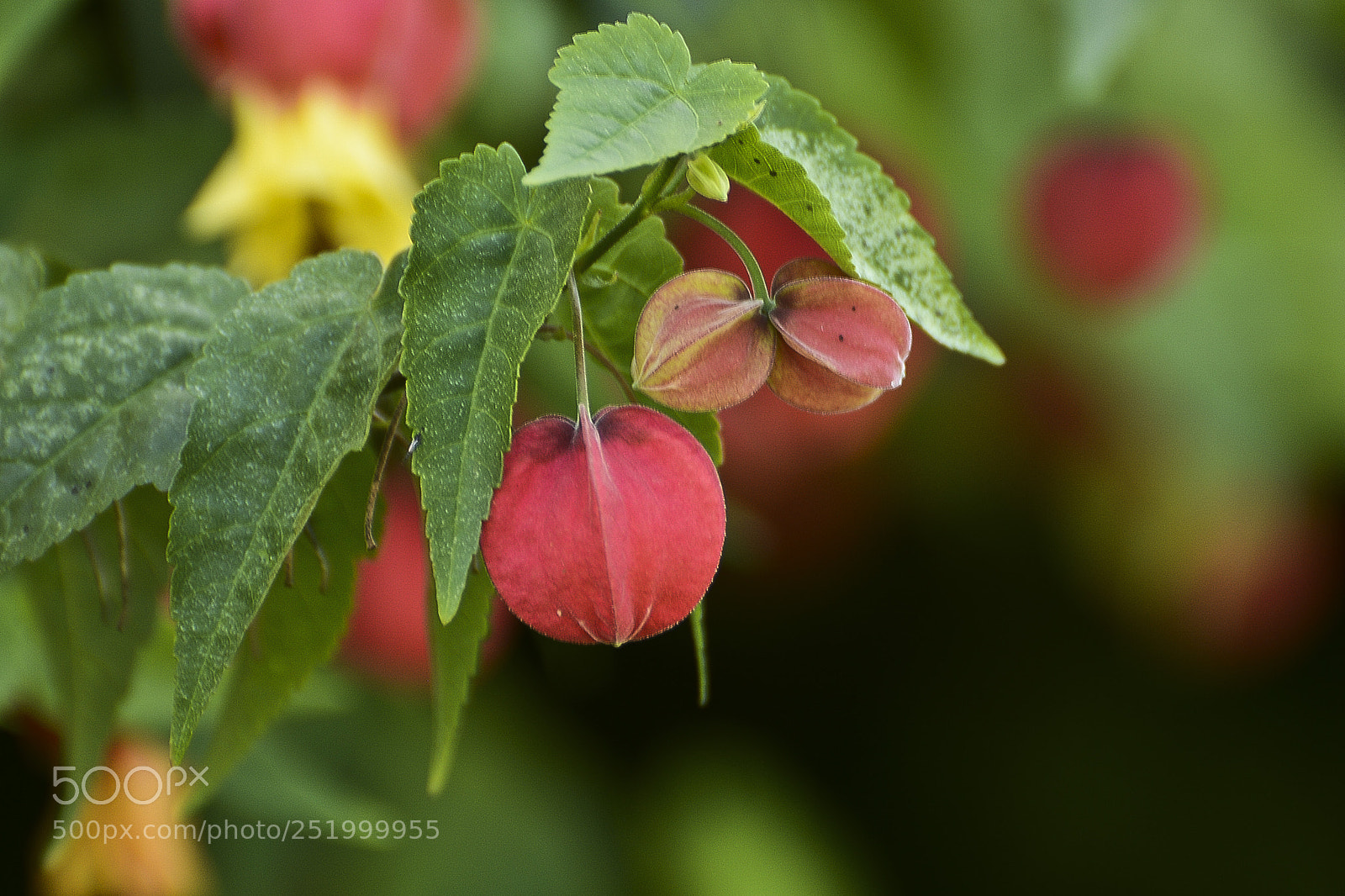 Nikon D7100 sample photo. Aveludadas. photography