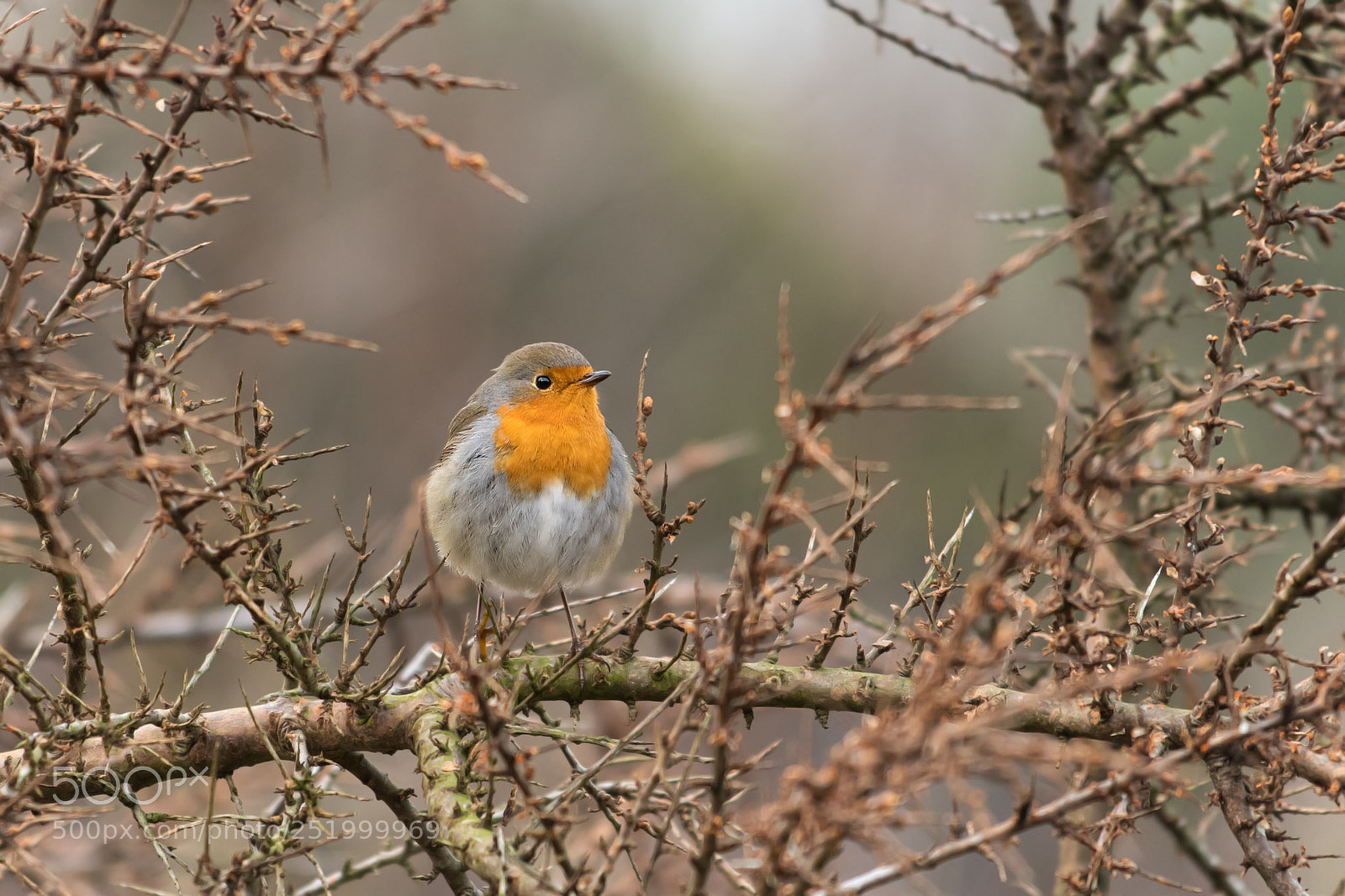 Nikon D500 sample photo. Robin photography