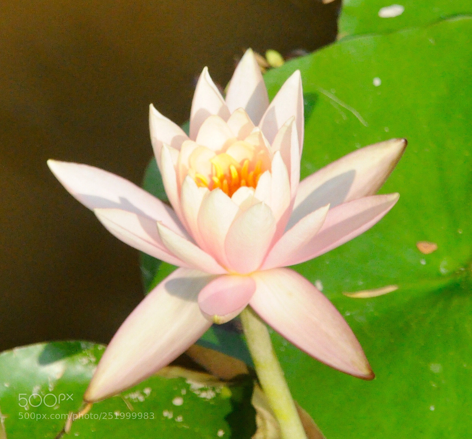 Nikon D90 sample photo. Lotus flower photography