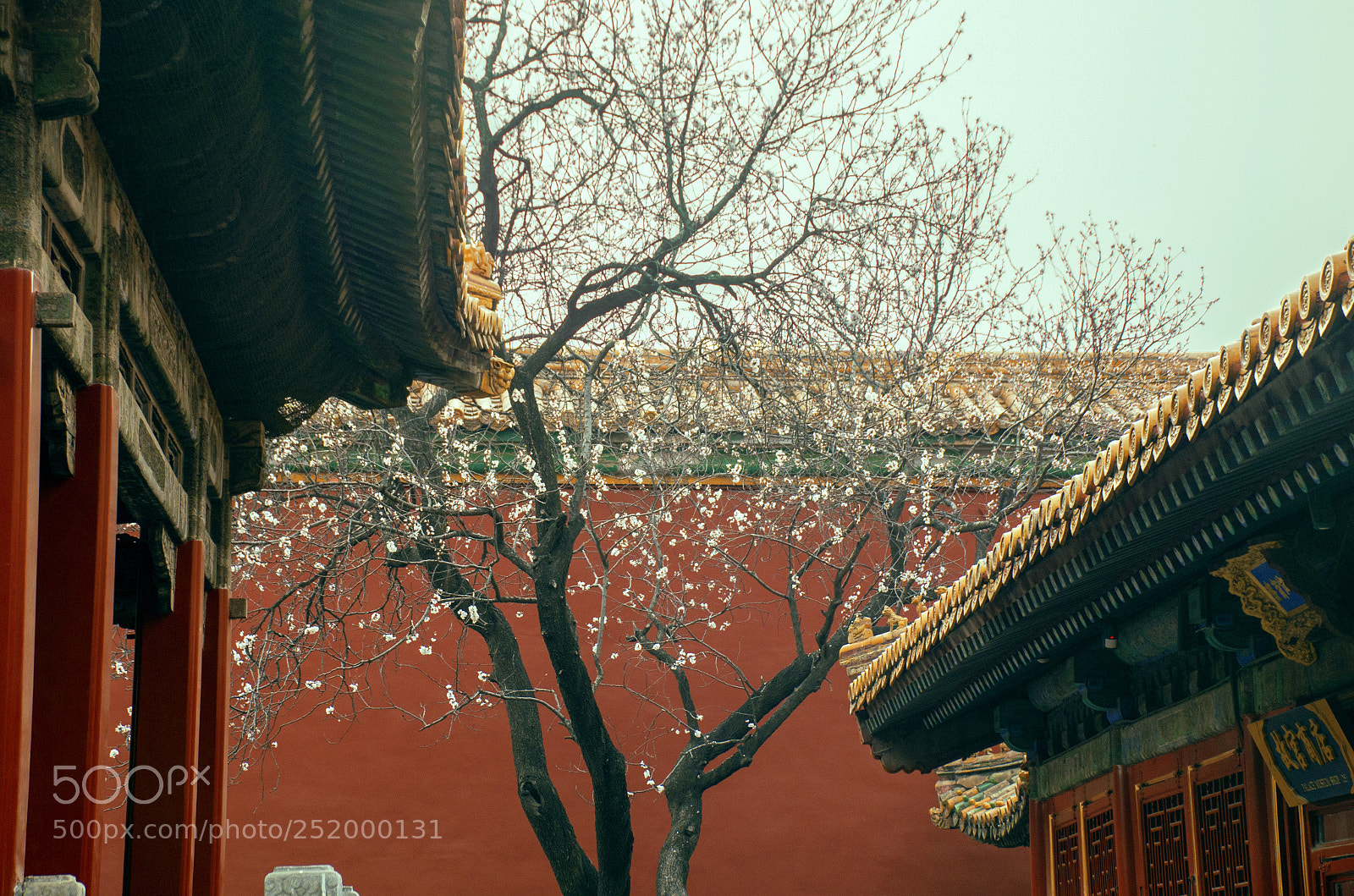 Nikon D7000 sample photo. Flower of palace museum photography