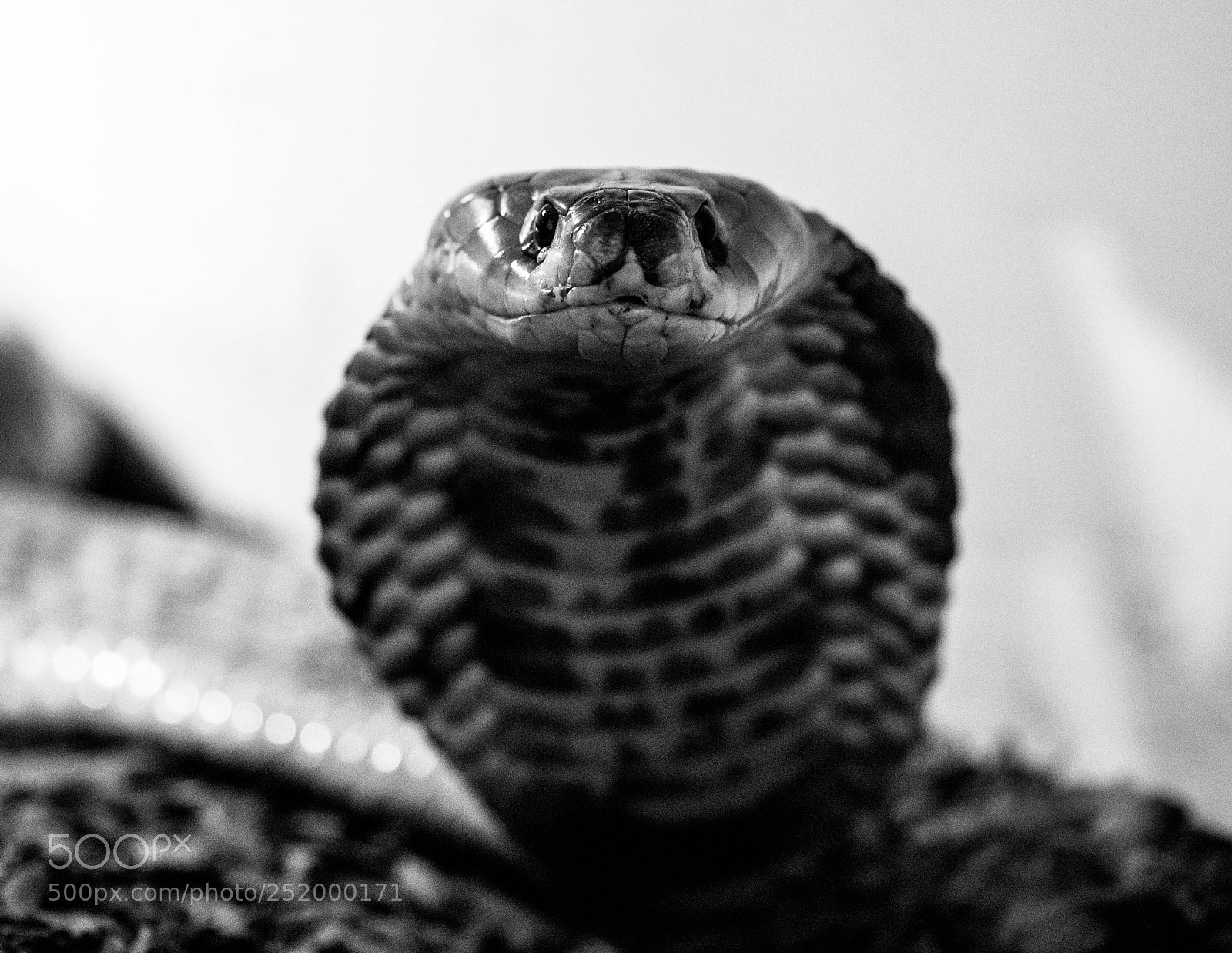Canon EOS 5D Mark IV sample photo. Look of death photography