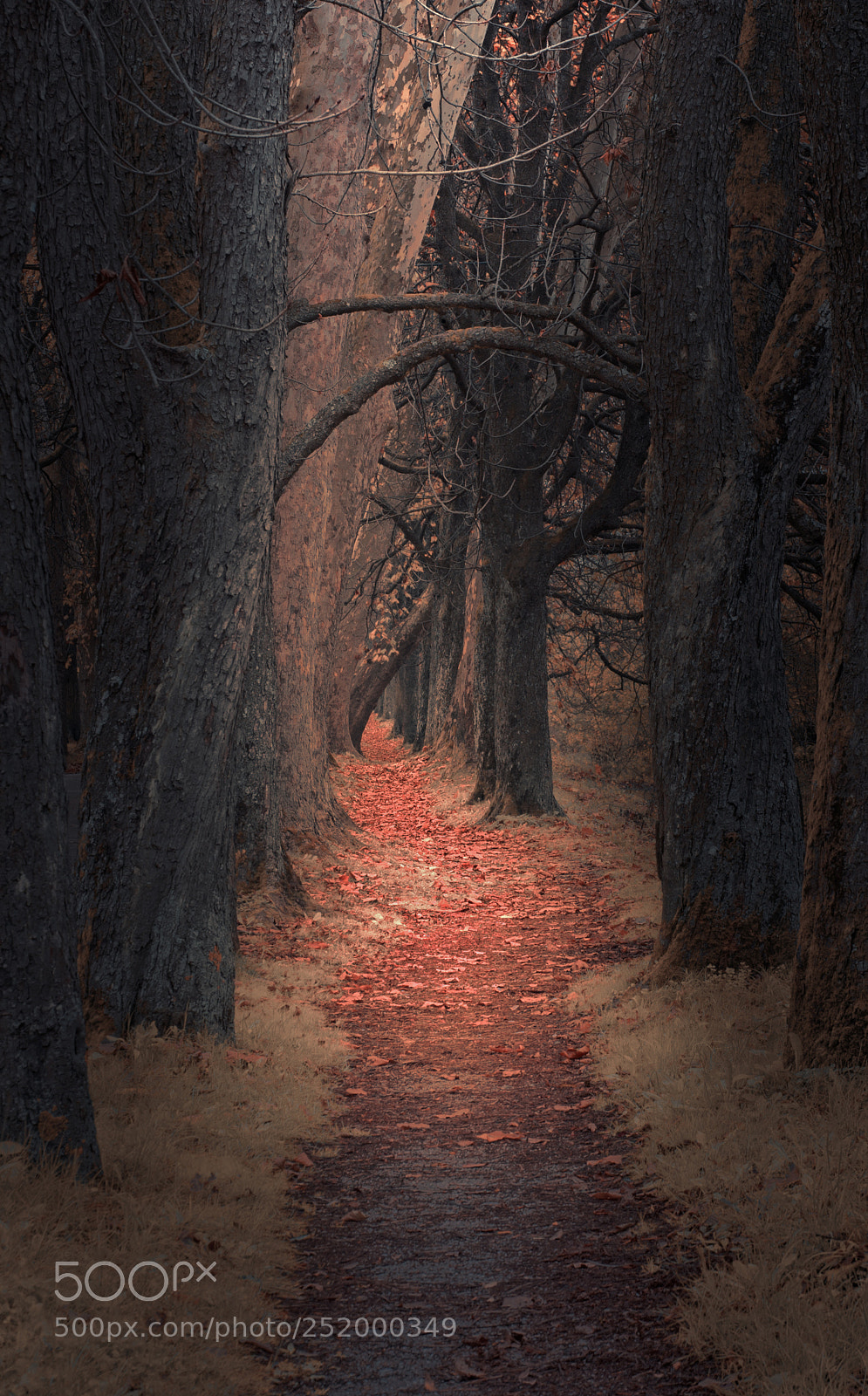 Nikon D610 sample photo. Path photography