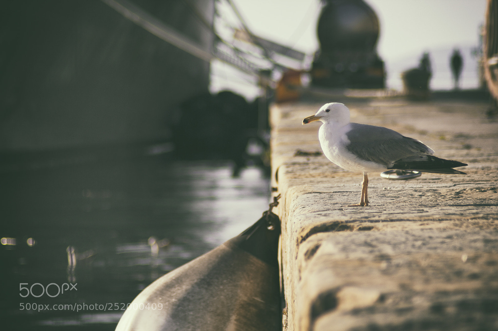 Canon EOS 60D sample photo. Seagull photography