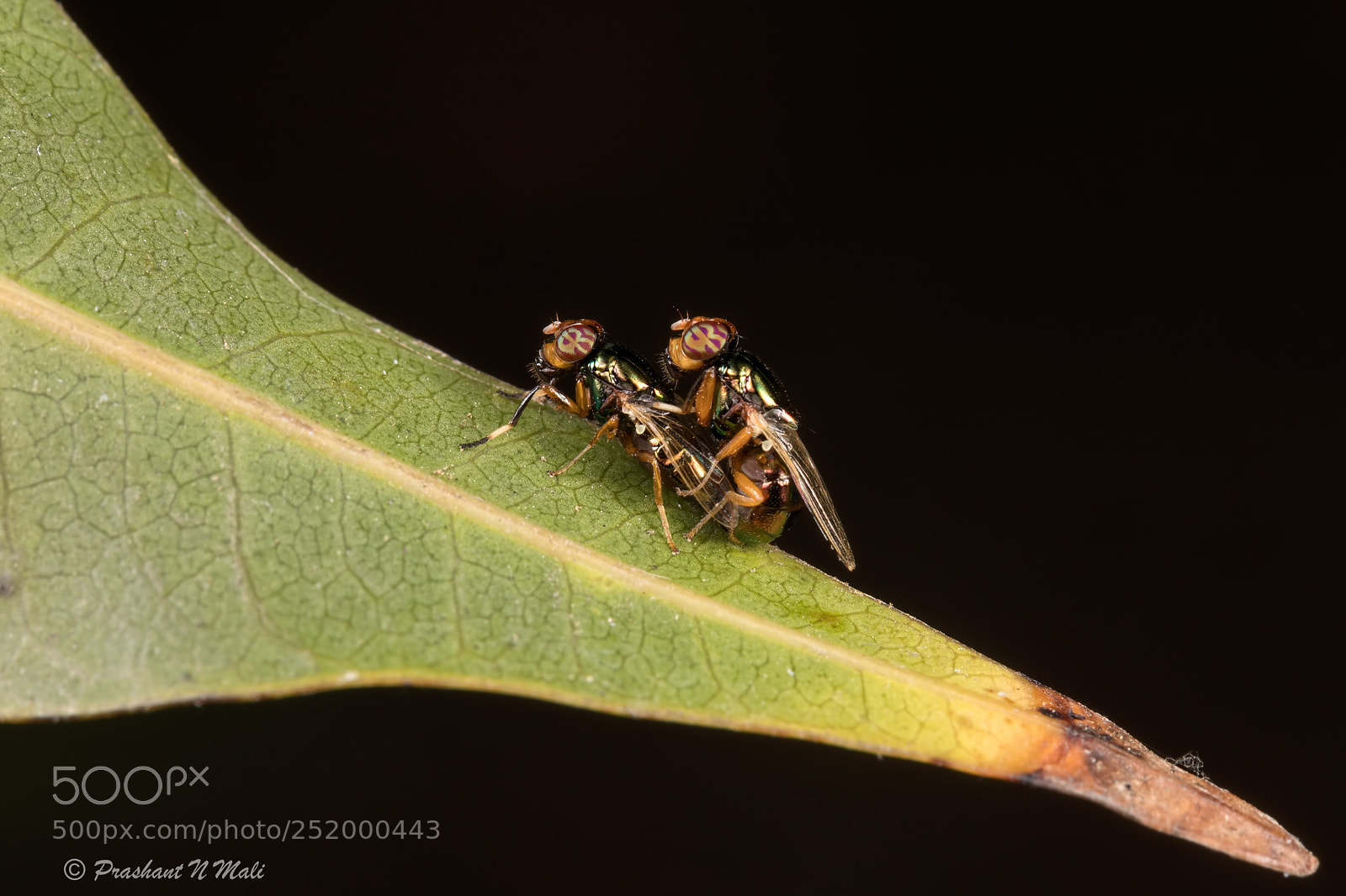 Canon EOS 5D Mark IV sample photo. Flymating photography