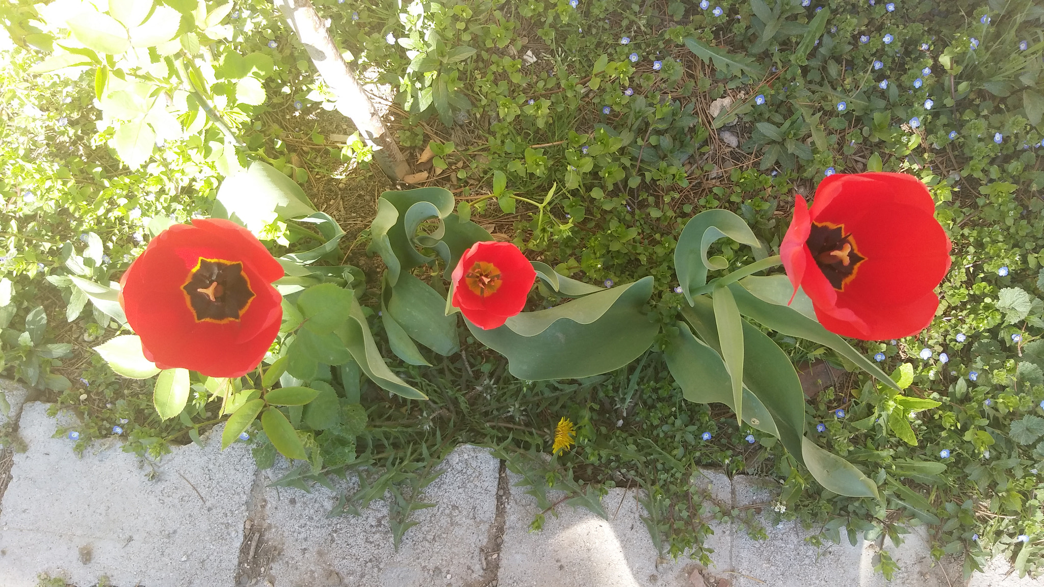 LG X SCREEN sample photo