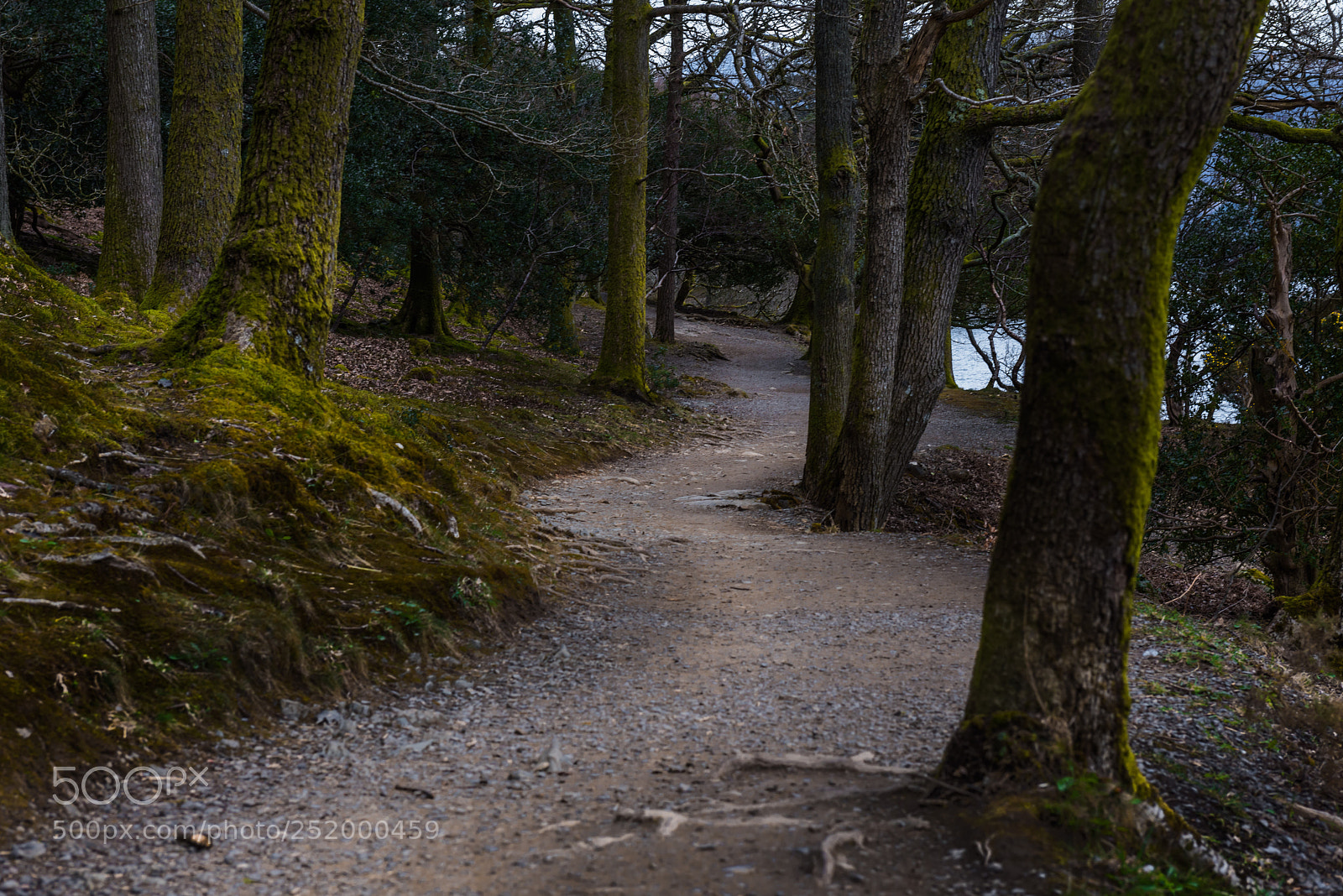 Nikon D810 sample photo. Forest photography