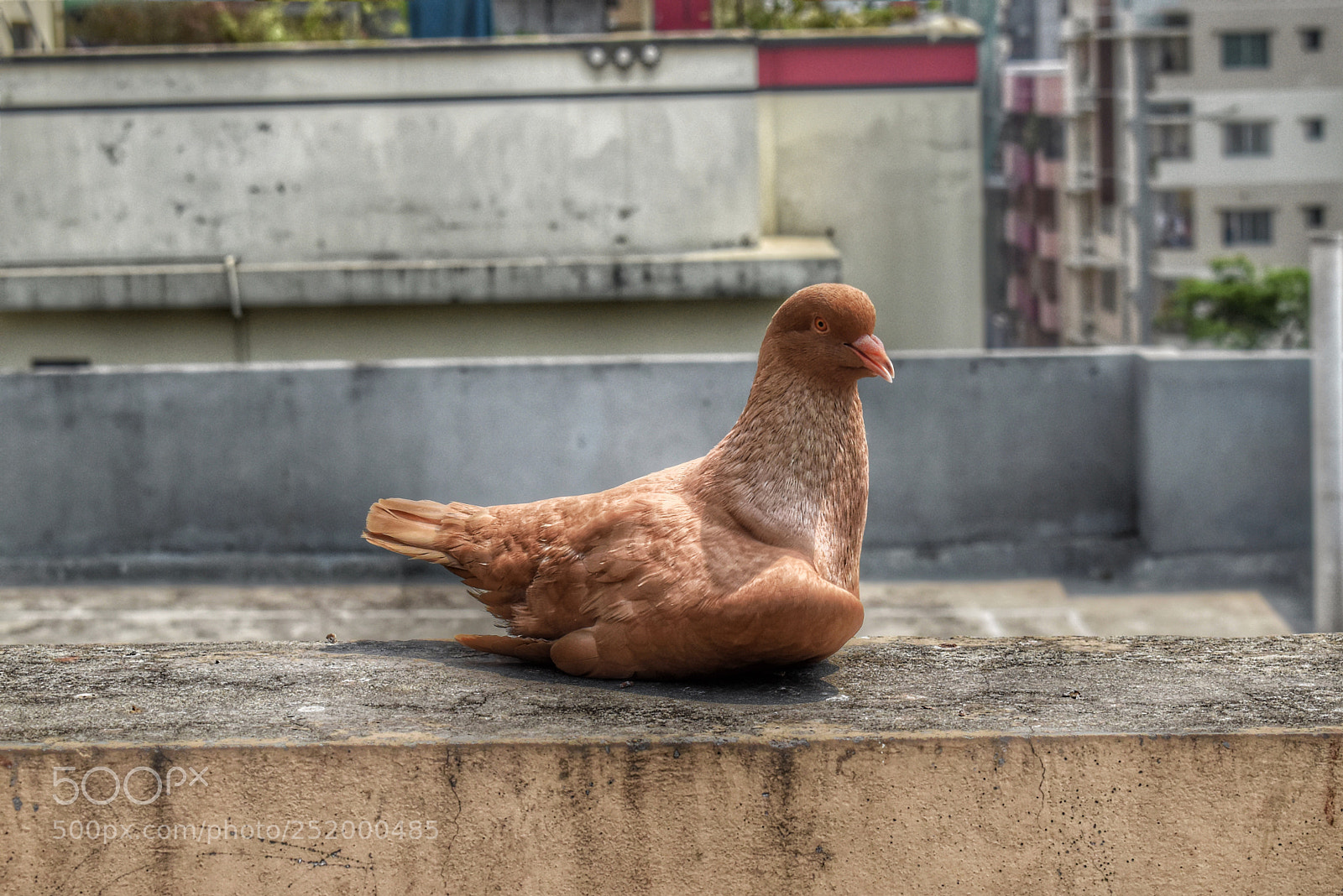 Nikon D5600 sample photo. Pigeon photography