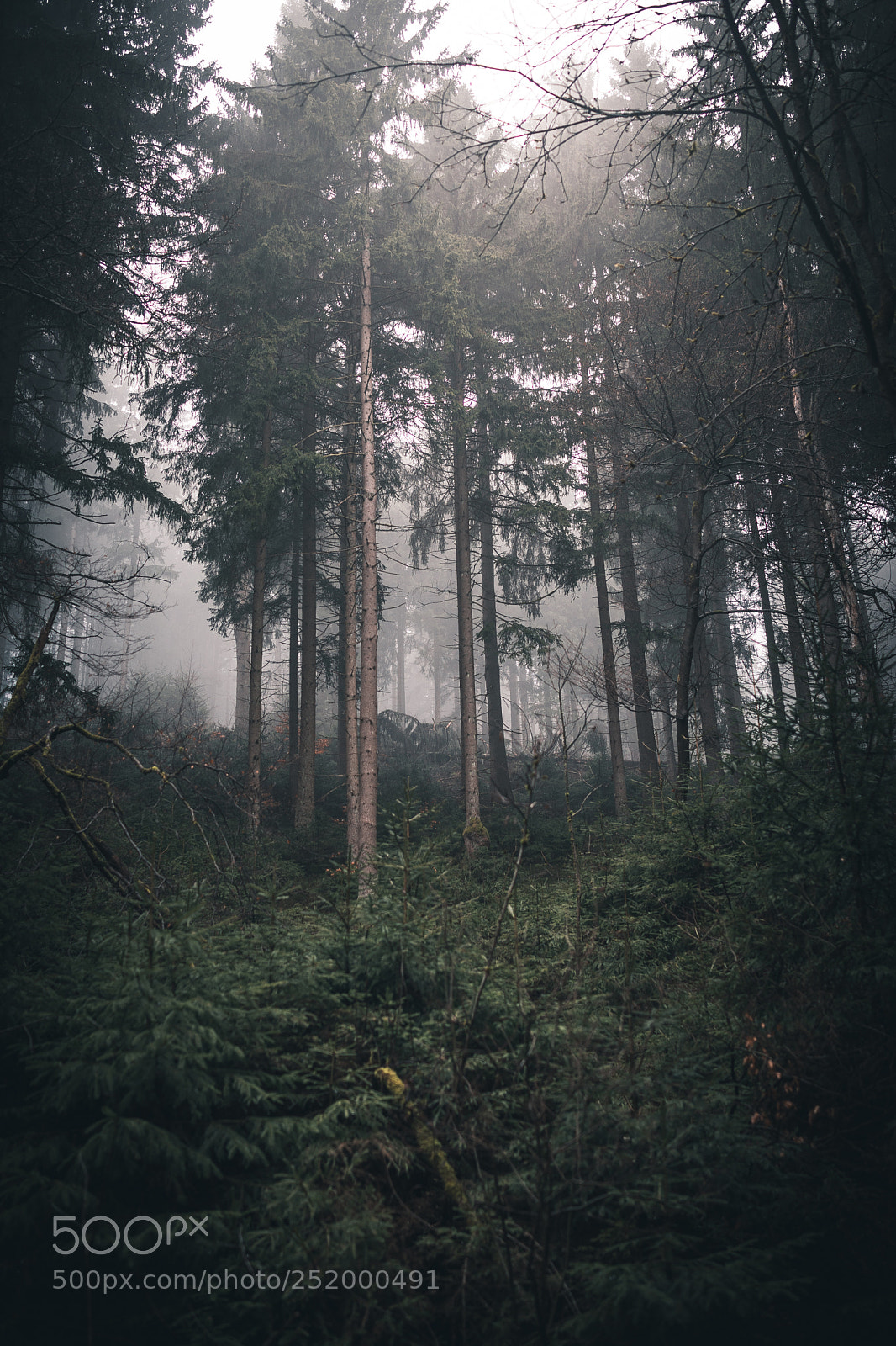 Sony a7 II sample photo. Untitled photography