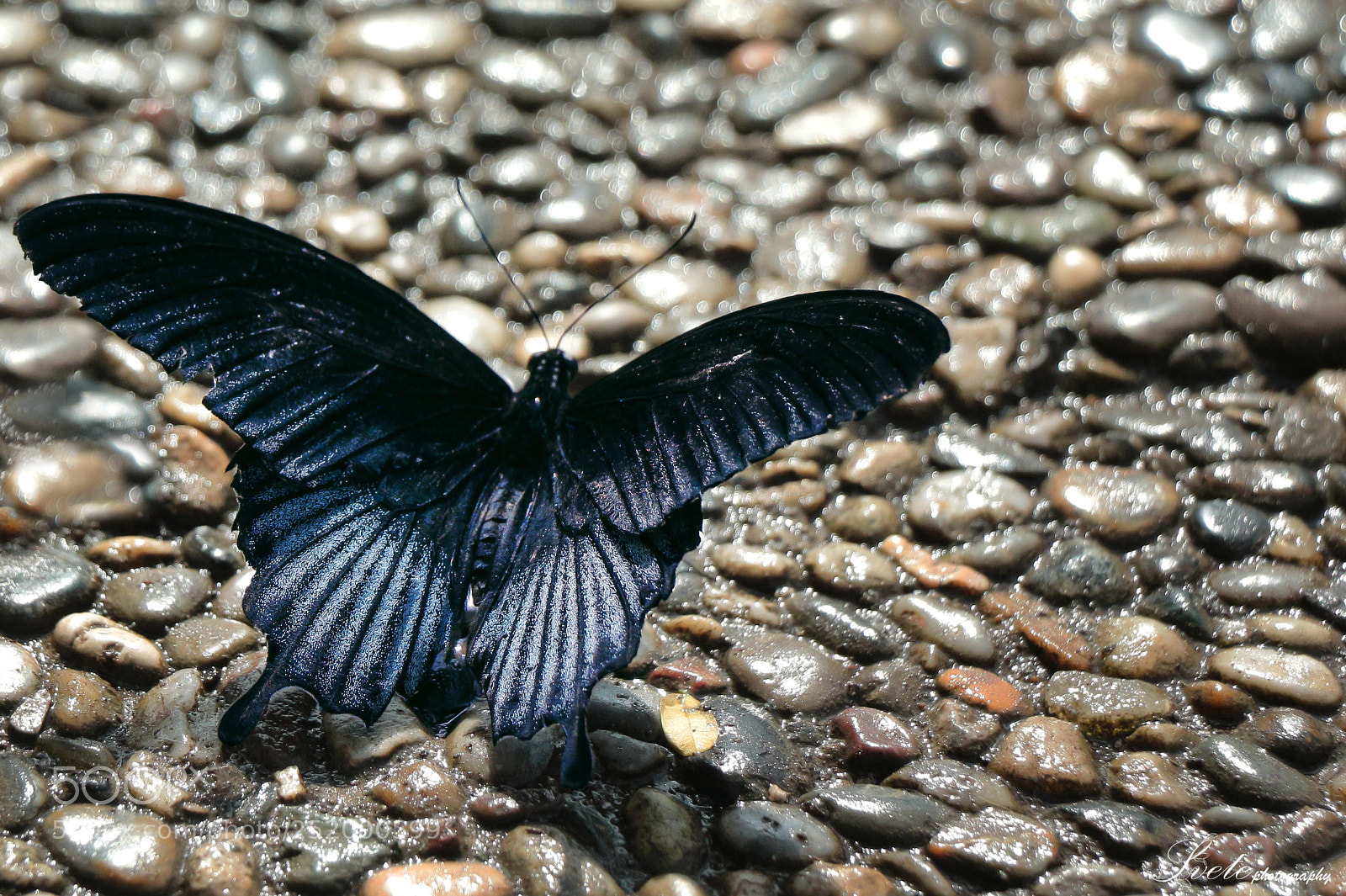Canon EOS 700D (EOS Rebel T5i / EOS Kiss X7i) sample photo. Great mormon photography