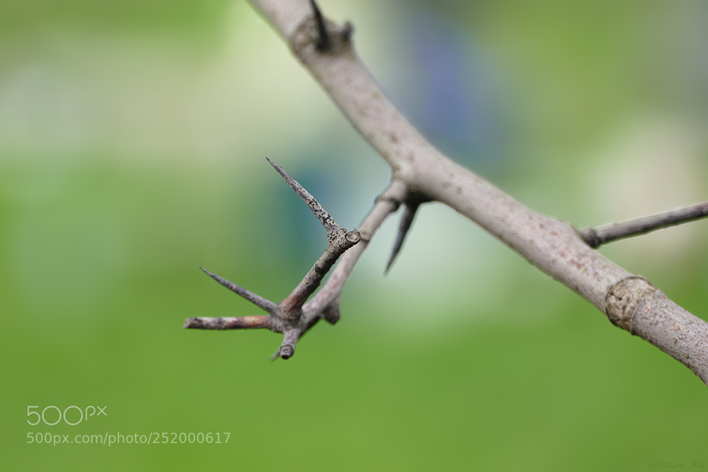 Panasonic Lumix DMC-FZ1000 sample photo. Dry branch photography