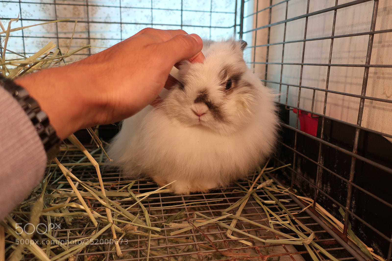 Canon PowerShot G9 X Mark II sample photo. Rabbit cafe harajuku photography