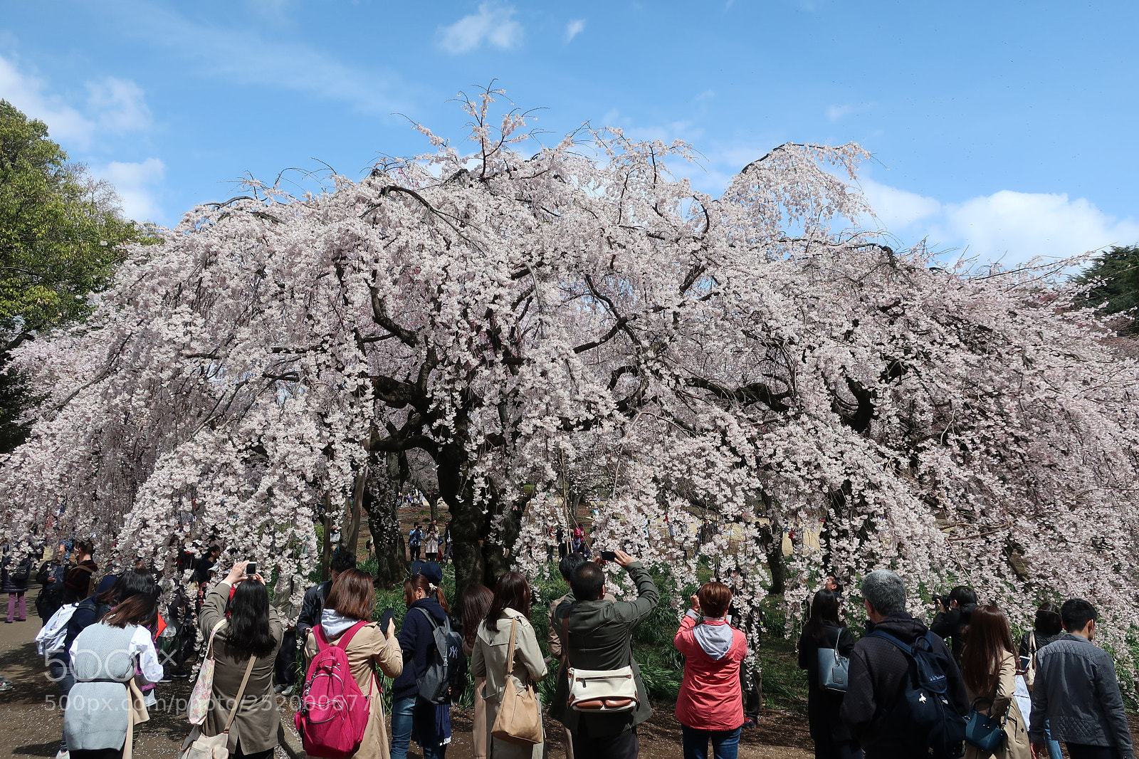 Canon PowerShot G9 X Mark II sample photo. Shinjuku gyoen national garden photography