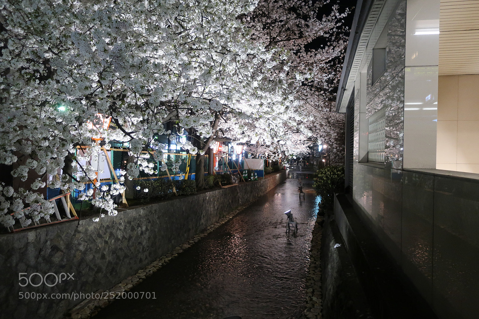 Canon PowerShot G9 X Mark II sample photo. Kyoto cherry blossom illumination photography