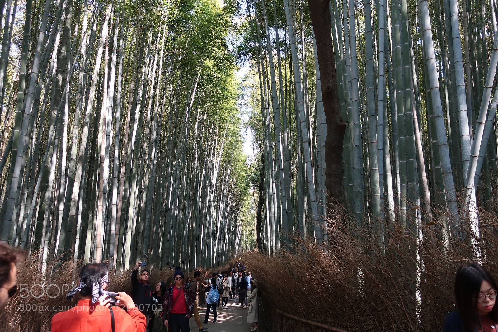 Canon PowerShot G9 X Mark II sample photo. Arashiyama bamboo grove photography
