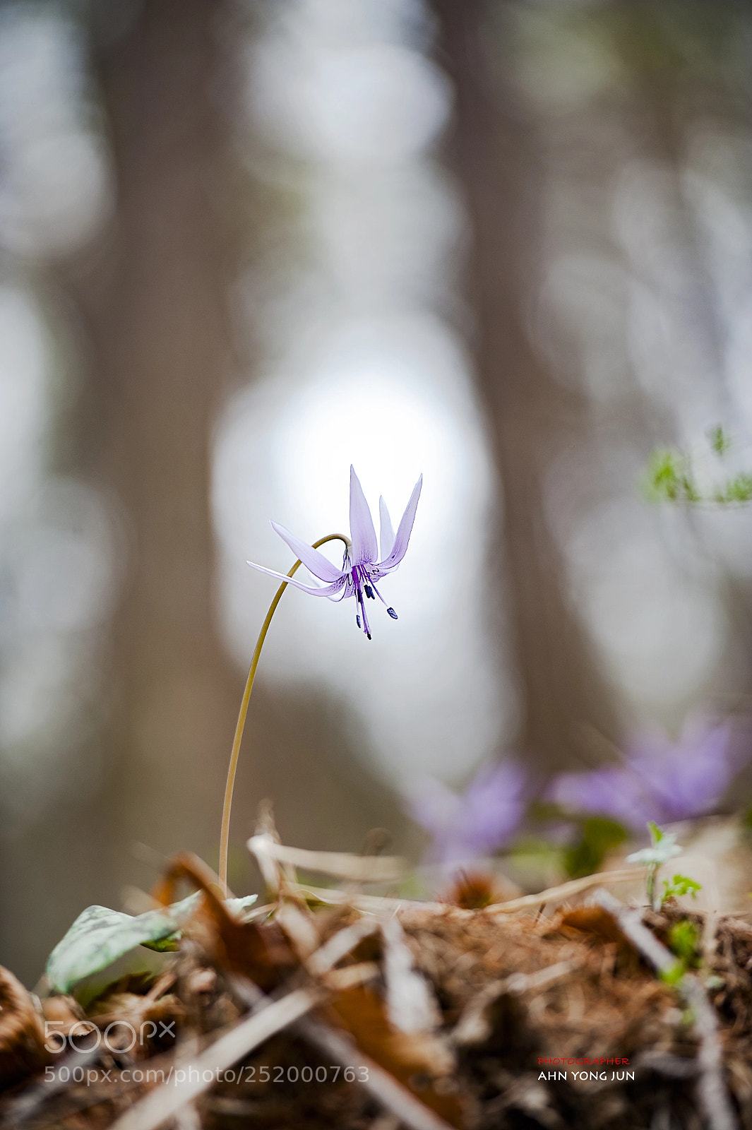 Nikon D3 sample photo. Like shining star, wild photography
