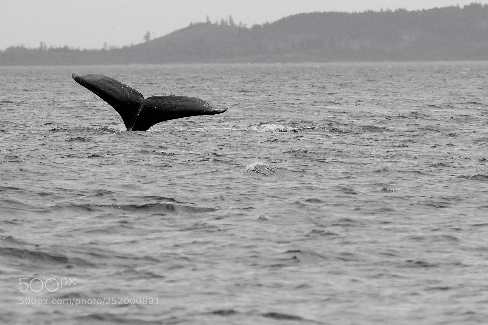 Canon EOS 7D sample photo. Humpback whale tail photography