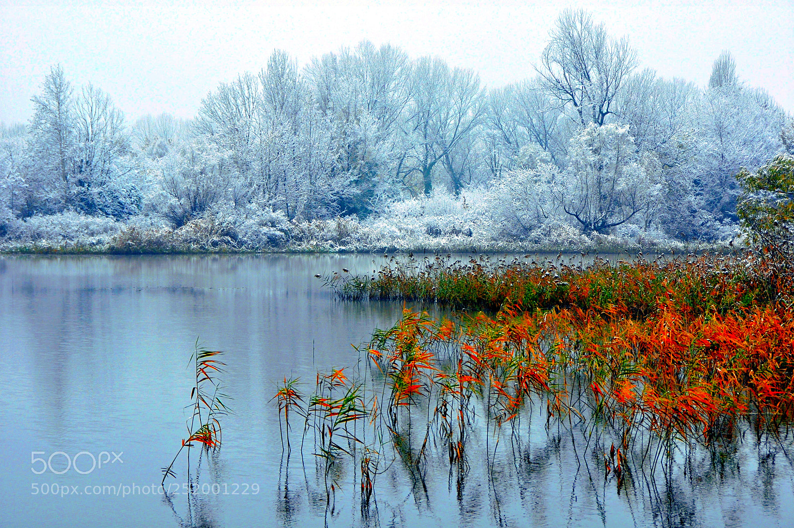 Nikon D90 sample photo. Winter photography