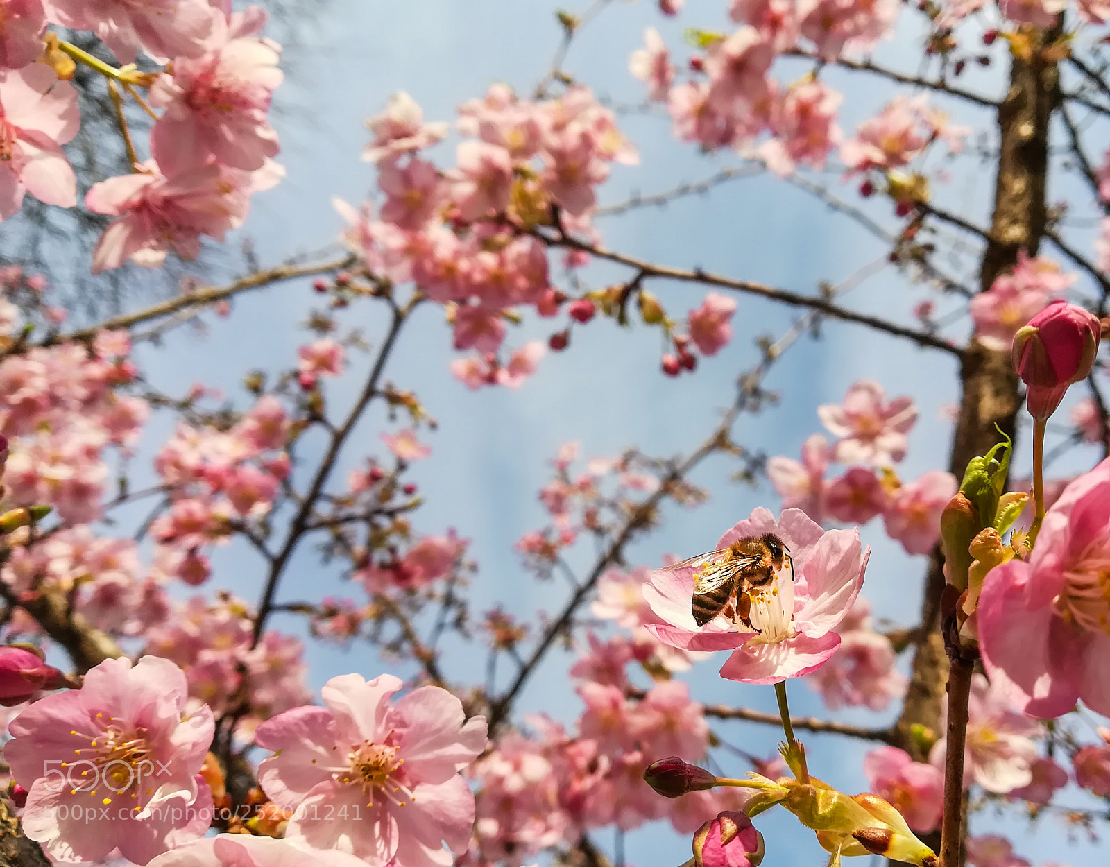 HUAWEI P10 lite sample photo. Frühlings bienen photography
