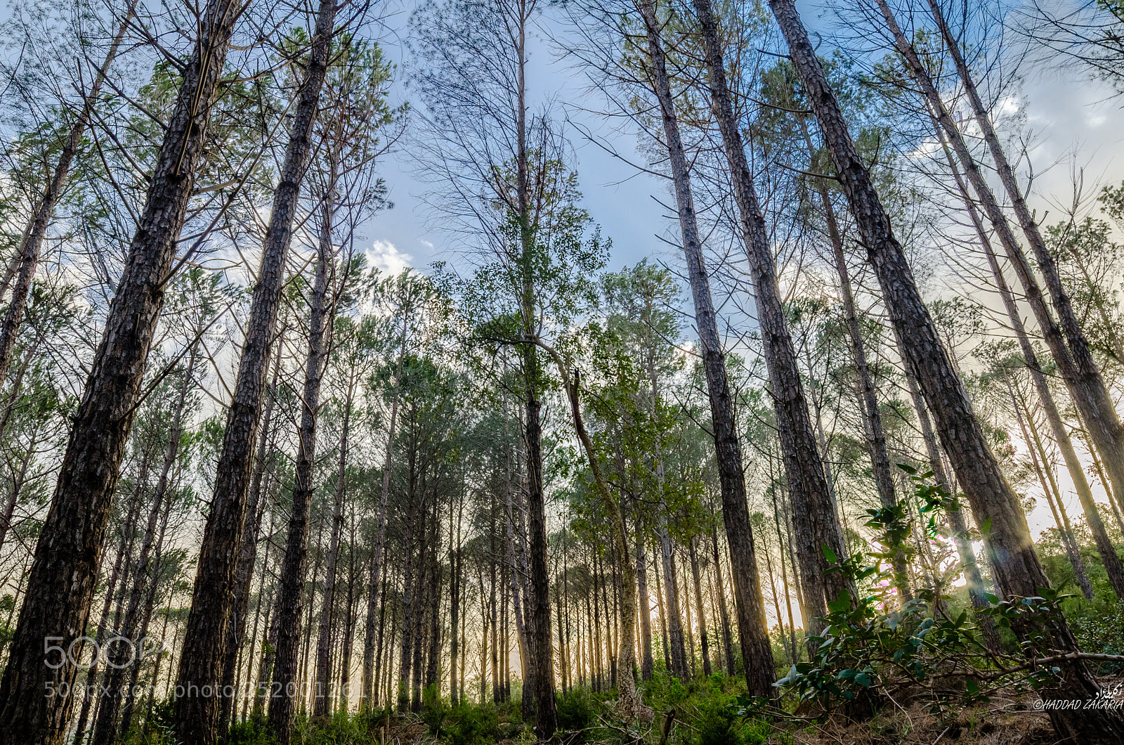 Nikon D7000 sample photo. In the forest photography