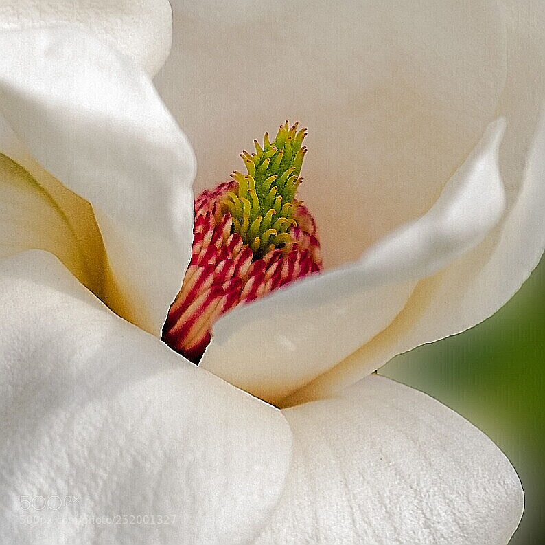 Canon EOS 50D sample photo. Stamen of magnolia photography