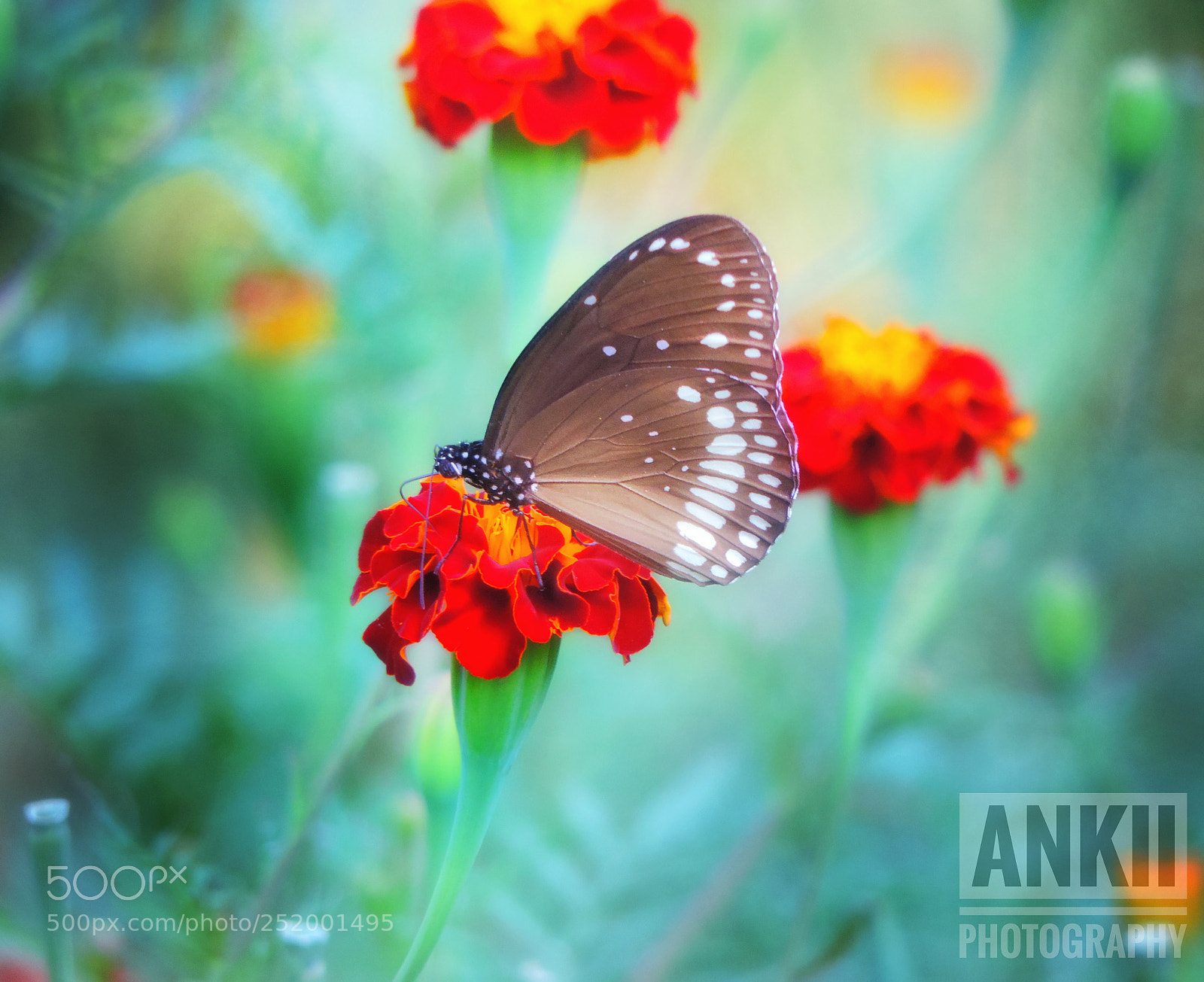 Nikon Coolpix P520 sample photo. The butterfly photography