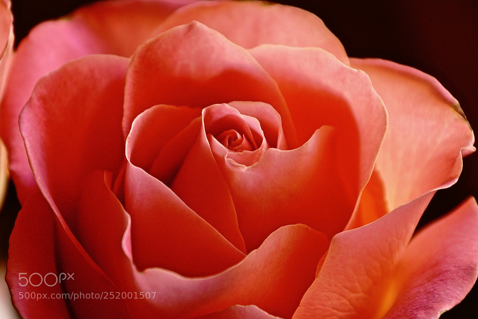 Sony ILCA-77M2 sample photo. Роза photography