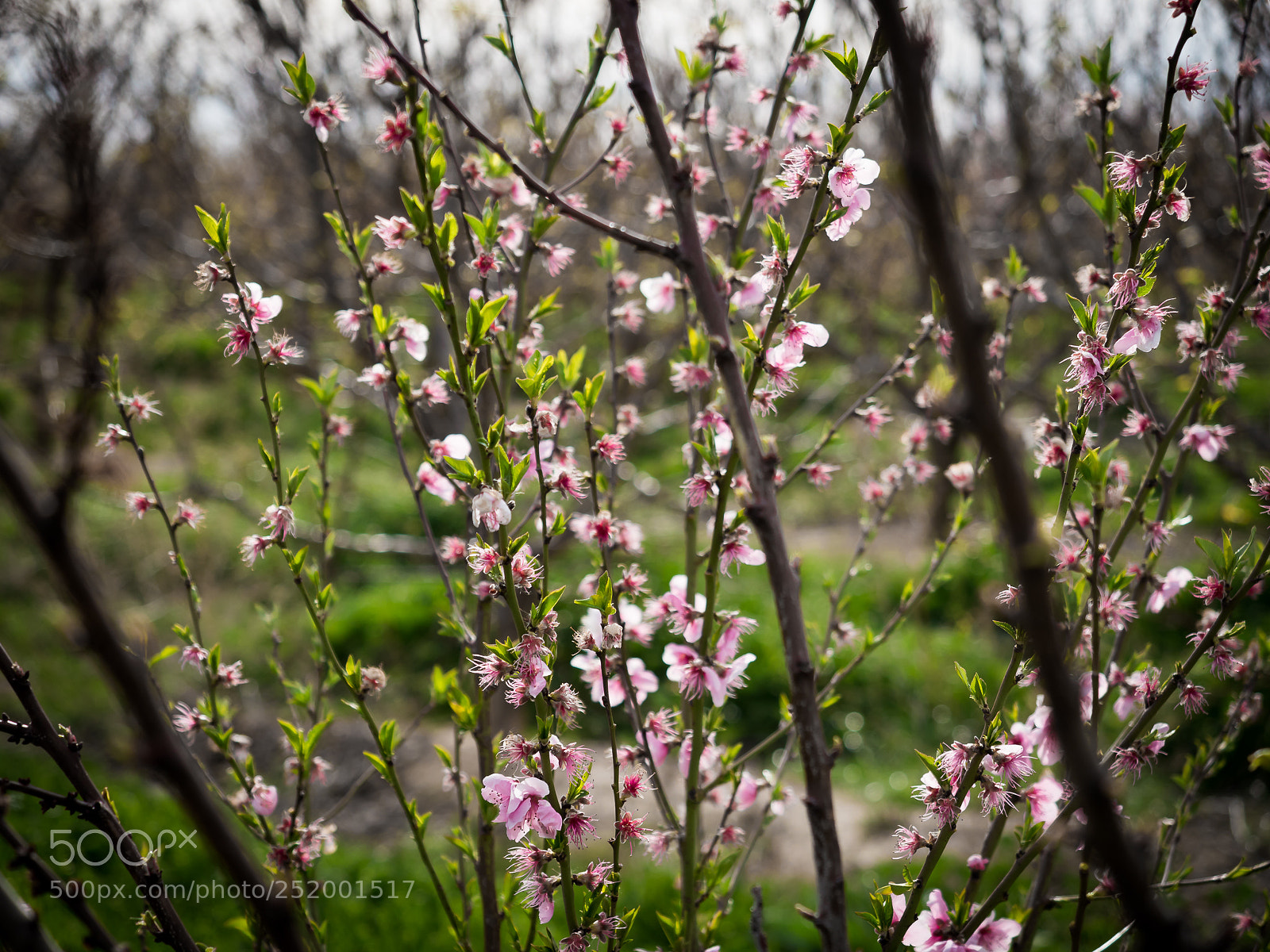 Olympus OM-D E-M1 Mark II sample photo. Certainly spring time.. photography