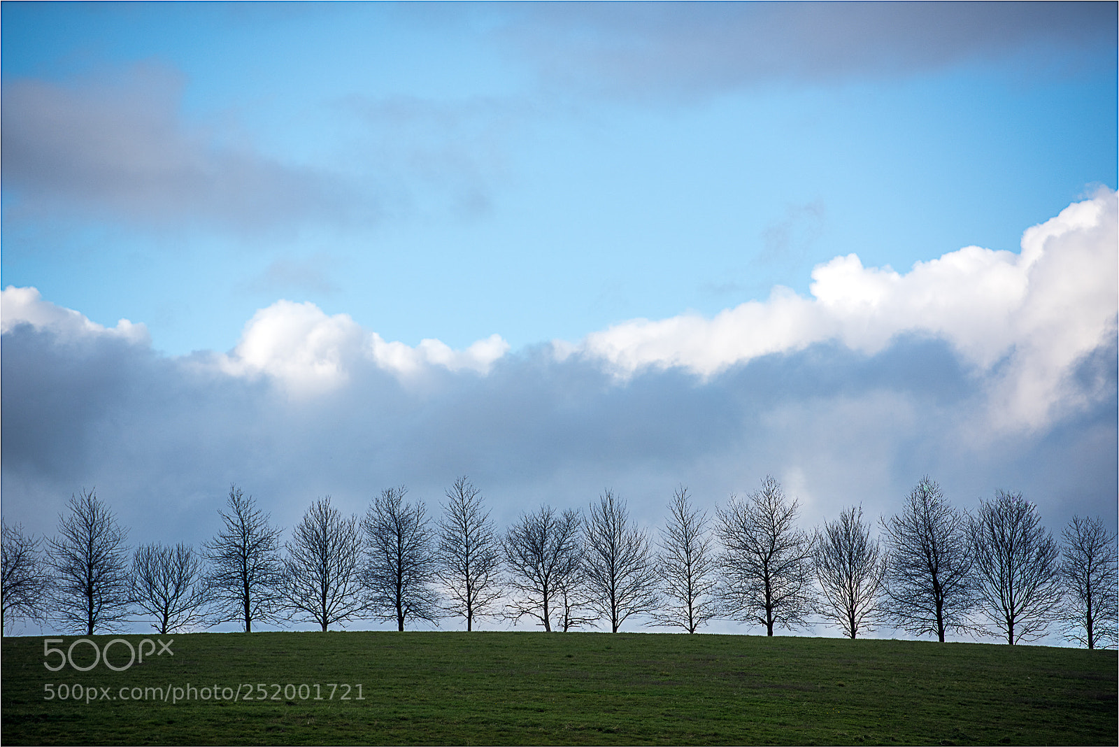 Nikon D810 sample photo. Trees 2 photography