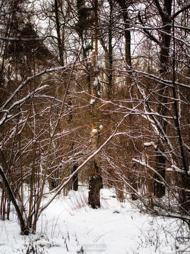 Olympus OM-D E-M1 sample photo. Winter photography