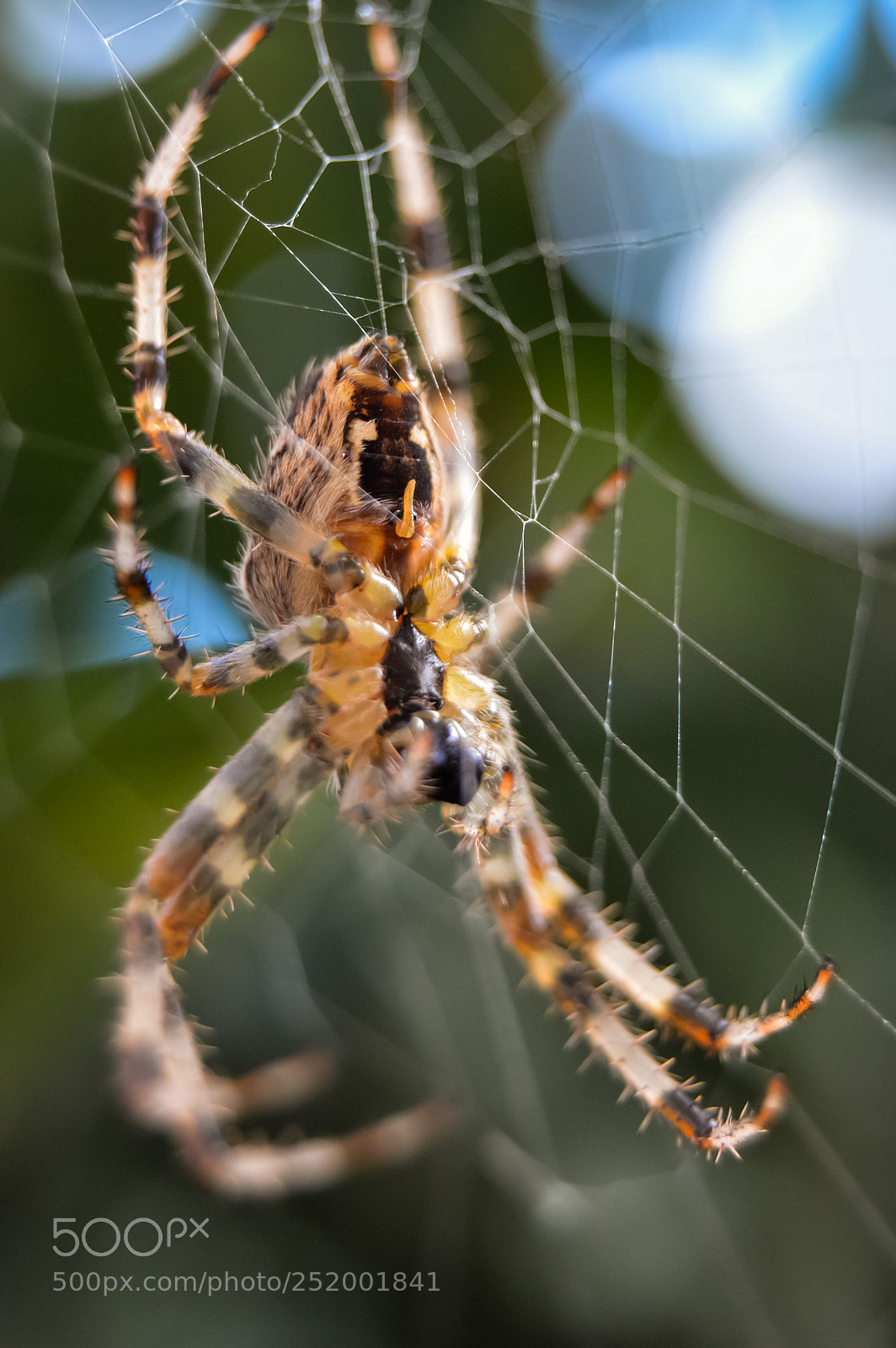 Nikon D3200 sample photo. Spider photography