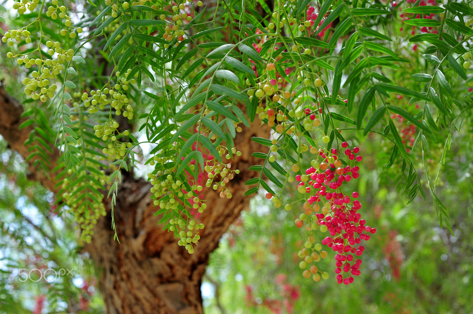 Nikon AF Micro-Nikkor 60mm F2.8D sample photo. Pepper tree.. photography