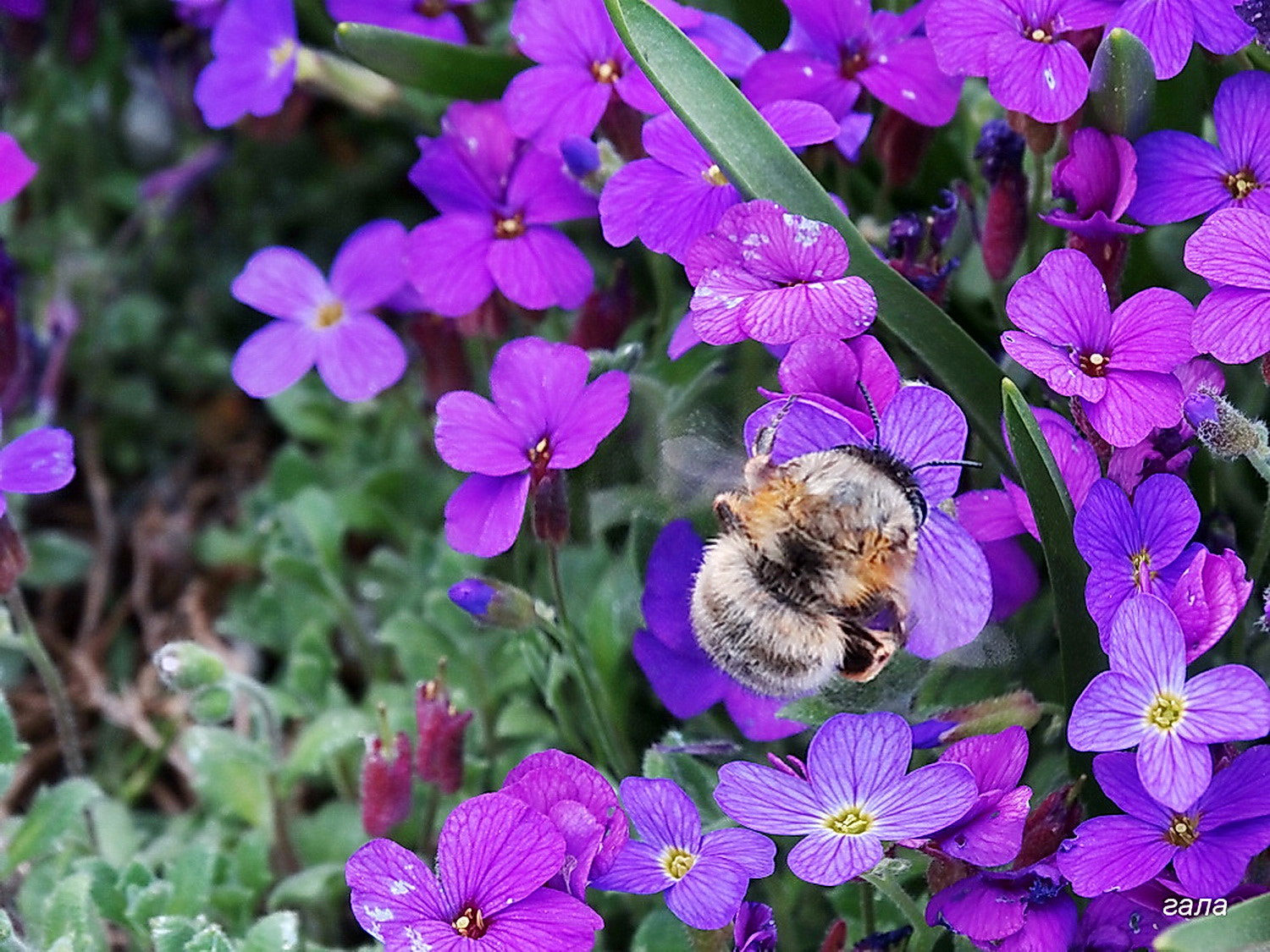 Minolta AF 80-200mm F2.8 HS-APO G sample photo. Spring photography