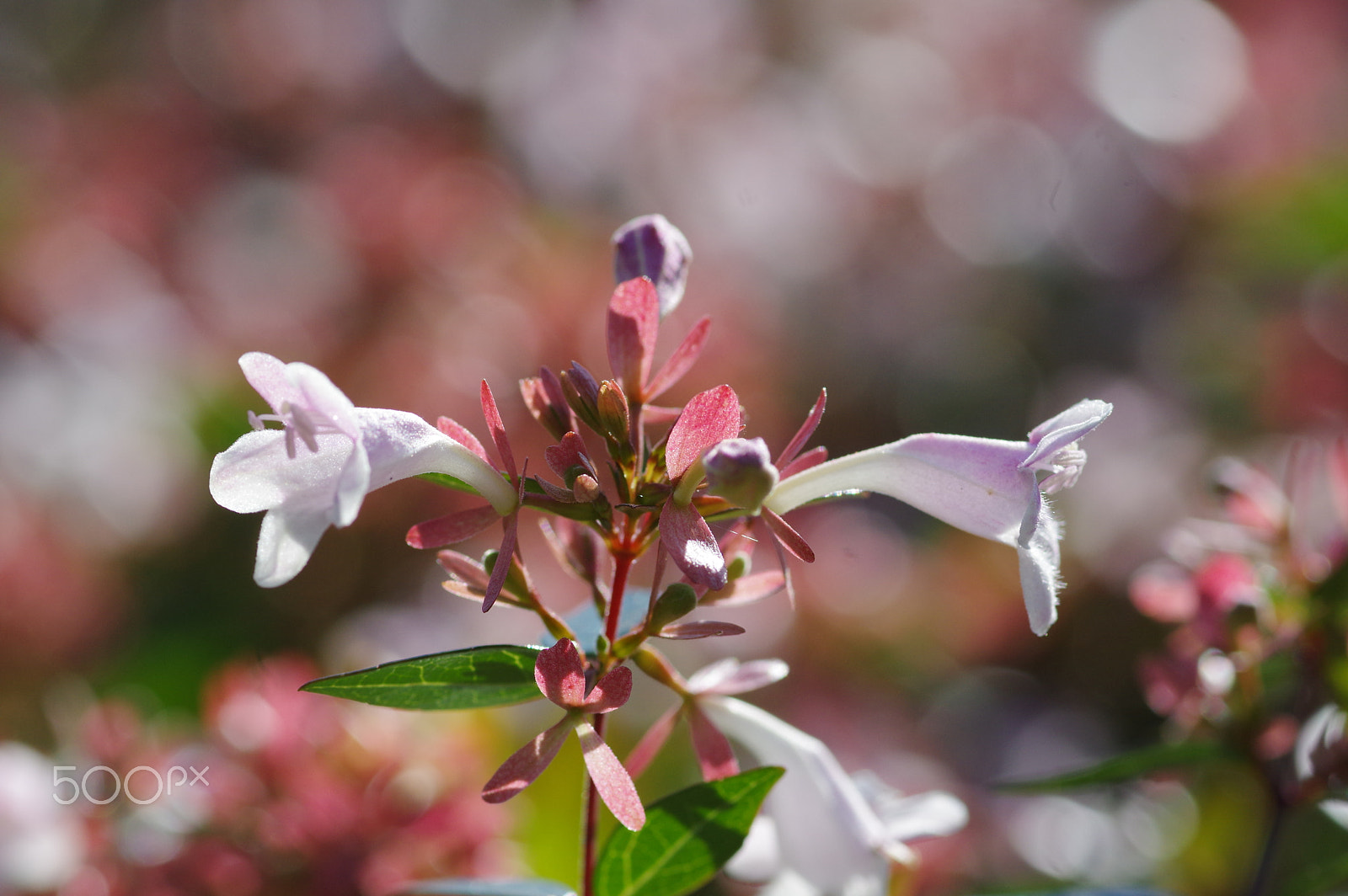 Pentax smc D-FA 100mm F2.8 Macro WR sample photo. Weigela and pink bokeh photography