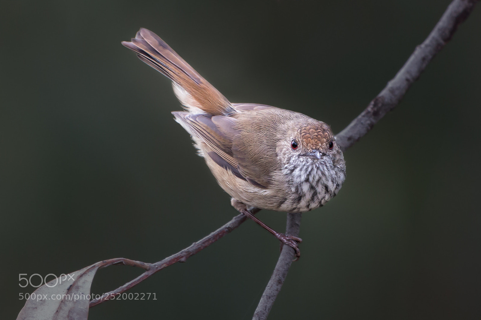 Canon EOS 70D sample photo. Brown thornbill photography