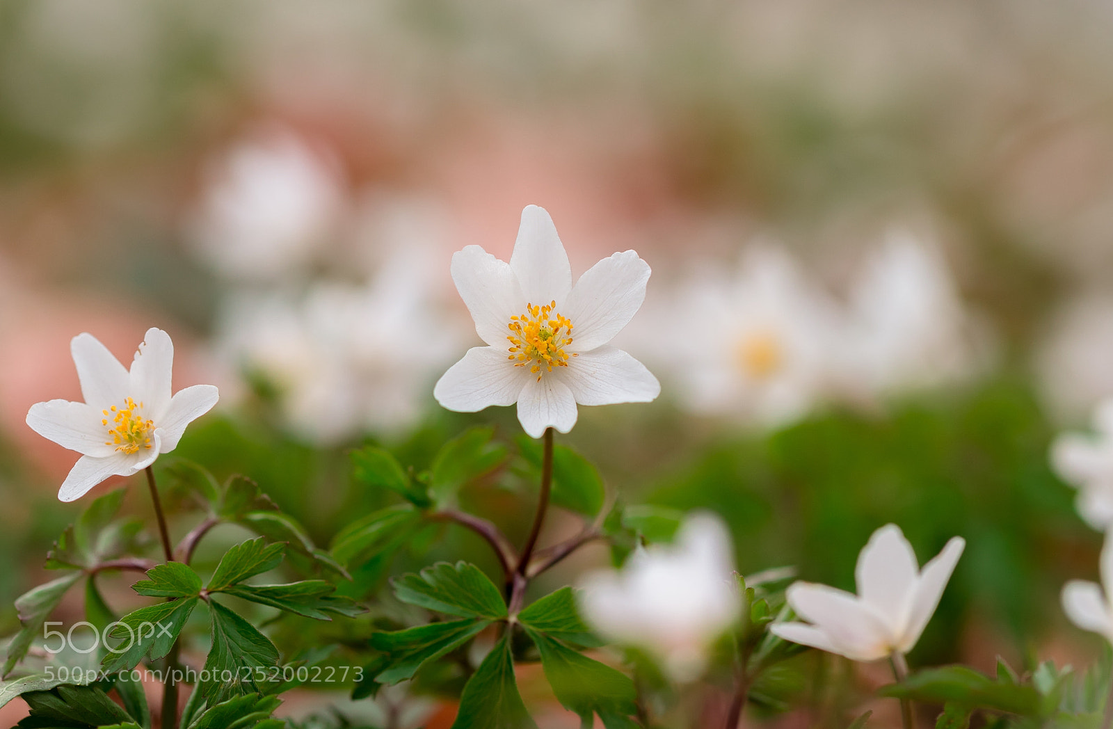 Canon EOS 80D sample photo. Wood anemone photography
