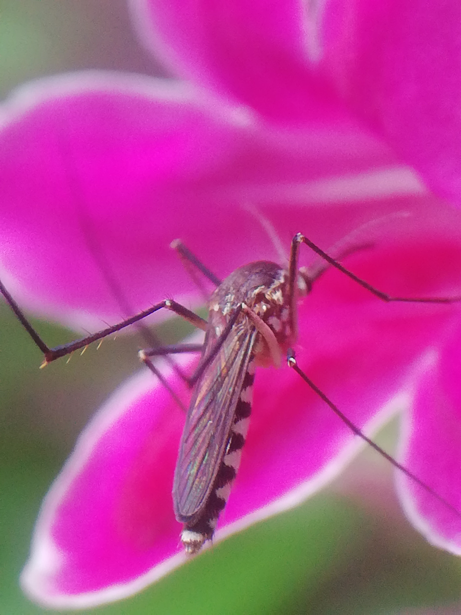 HUAWEI nova 2i sample photo