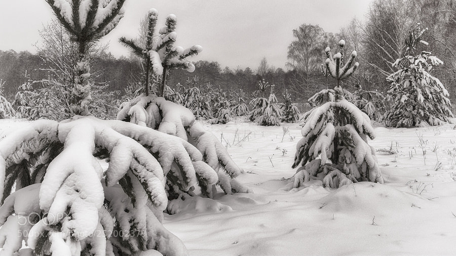 Fujifilm X-E1 sample photo. After snowstorm. photography