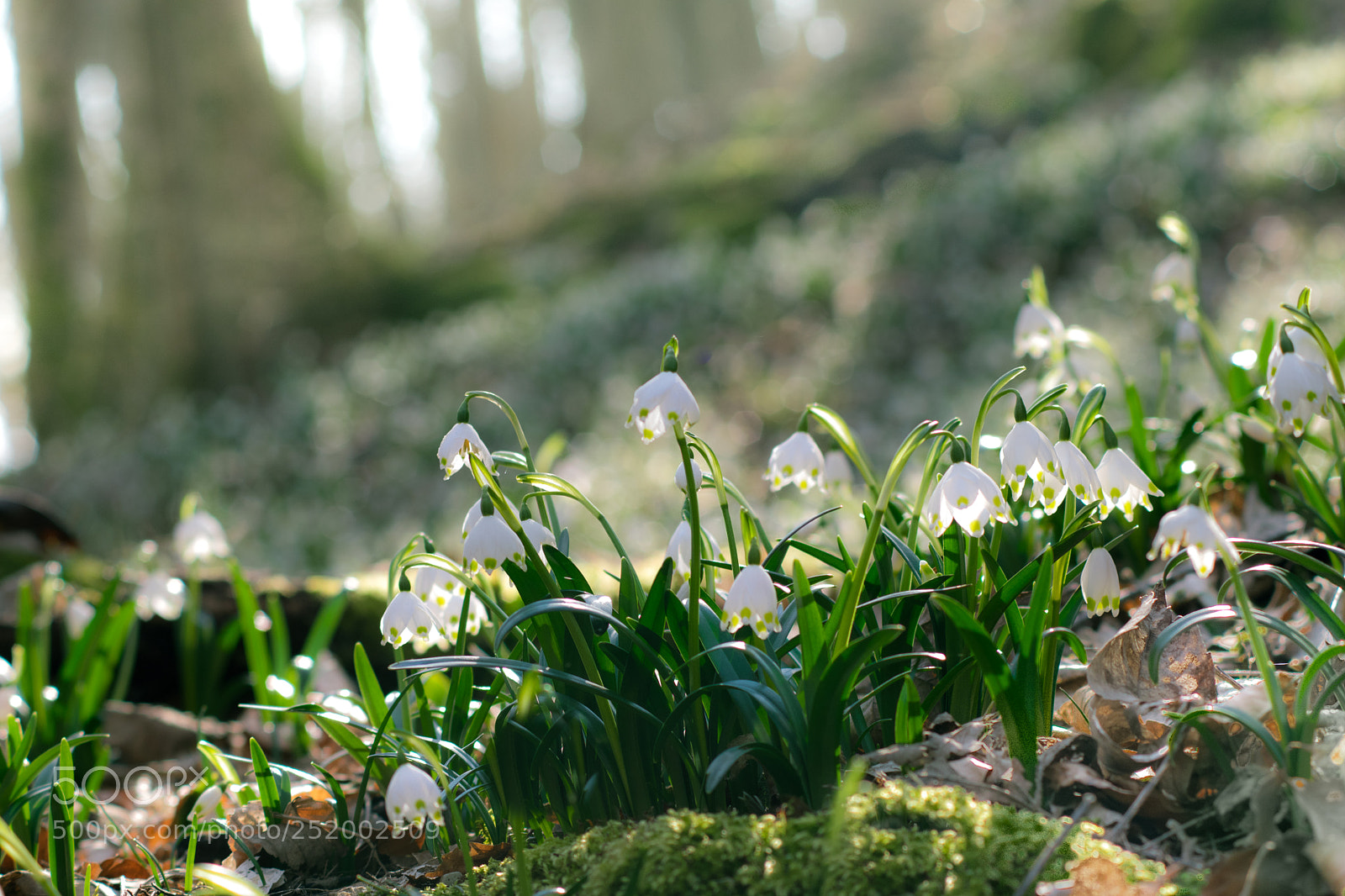Nikon D5300 sample photo. Spring photography