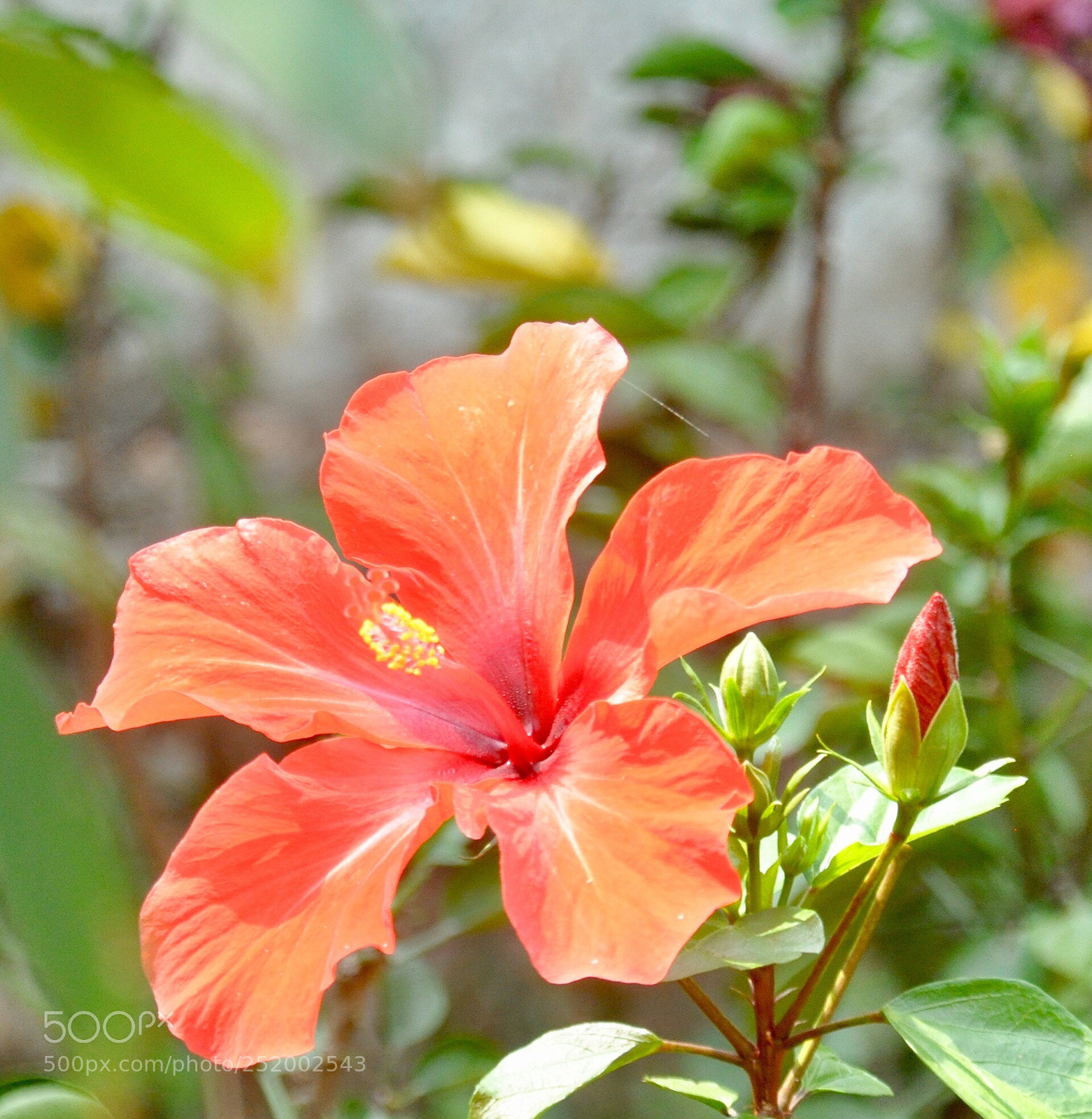 Nikon D90 sample photo. Red hibiscus photography