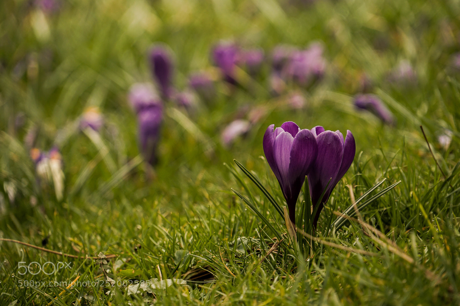 Sony a6300 sample photo. Flower photography