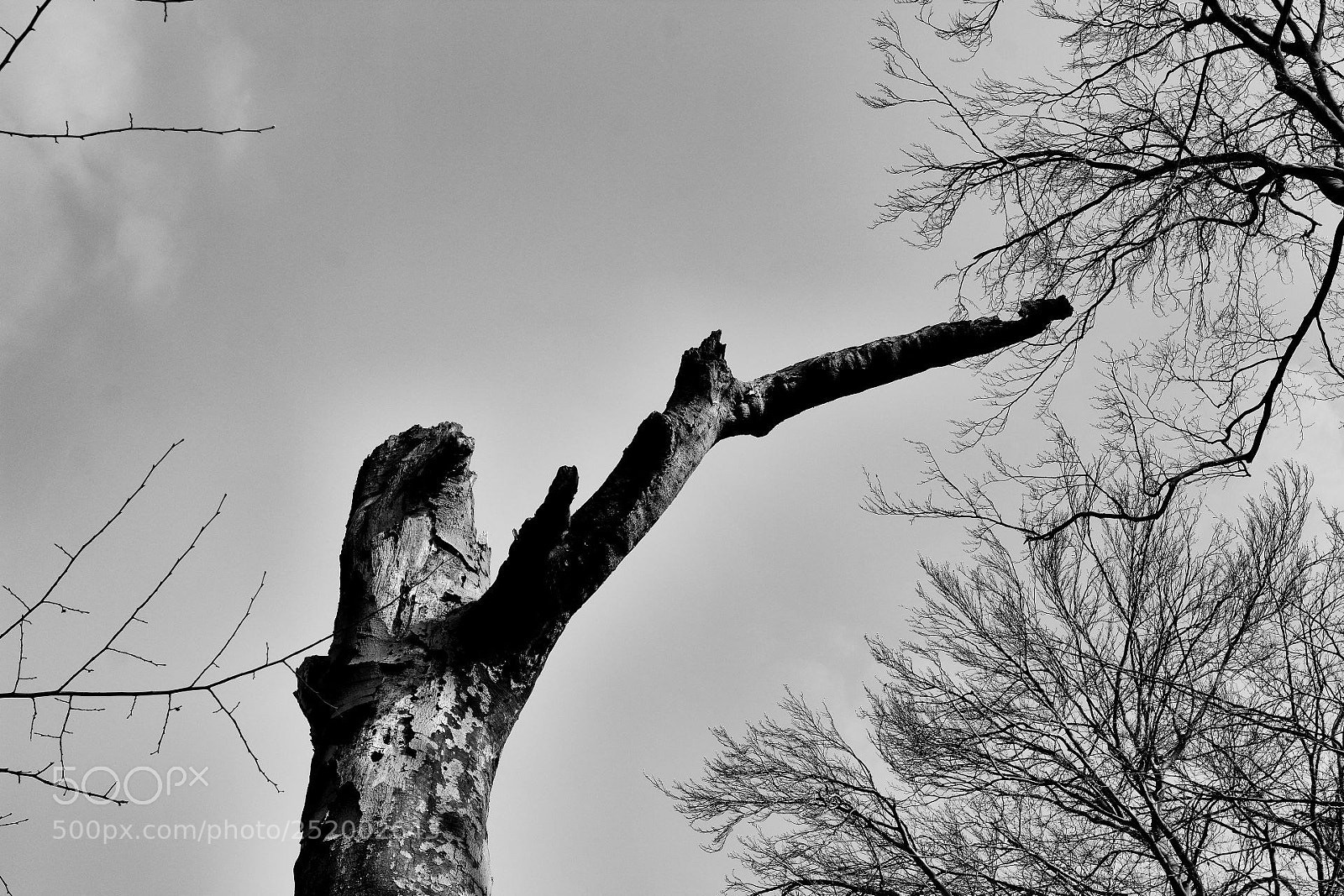Canon EOS 600D (Rebel EOS T3i / EOS Kiss X5) sample photo. Old tree photography