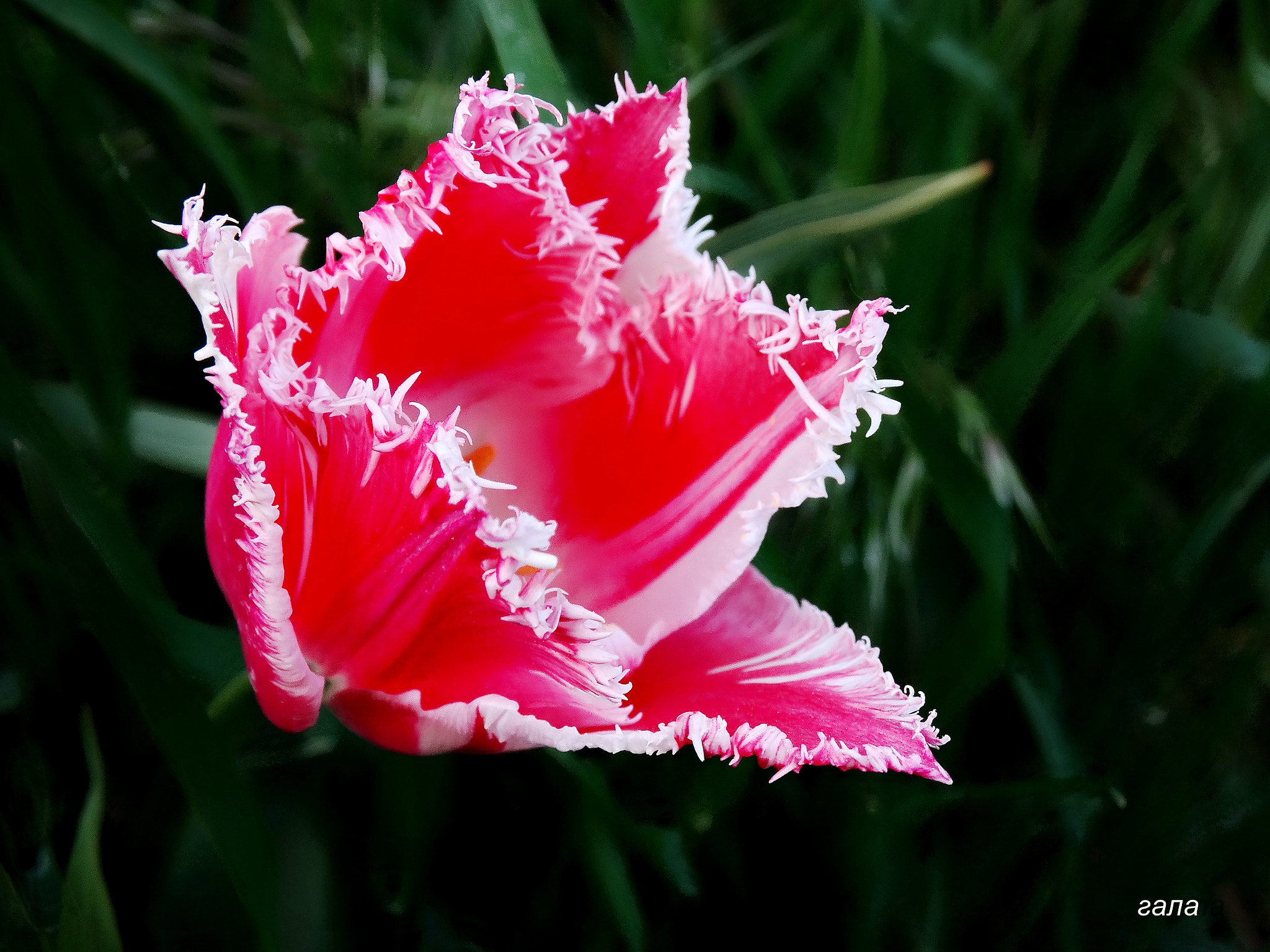 Minolta AF 80-200mm F2.8 HS-APO G sample photo. Beauty photography