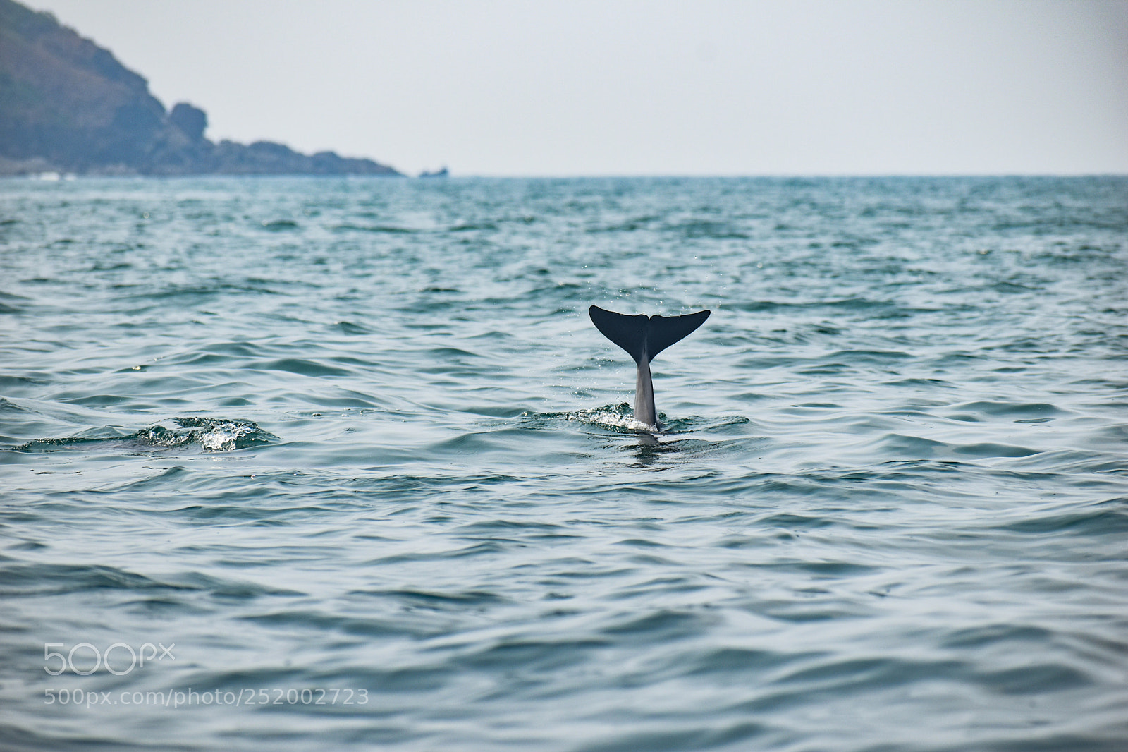 Nikon D5600 sample photo. Dolphin tail photography